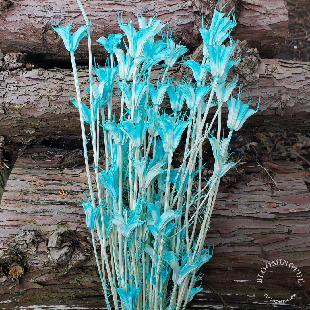 Dried Nigella Flowers - Bubble Bath Blue (011) - BLOOMINGFUL - wedding, event, decor, gift, bouquet, arrangement, bridal, garland, fresh dried preserved artificial silk, birthday housewarming foliage