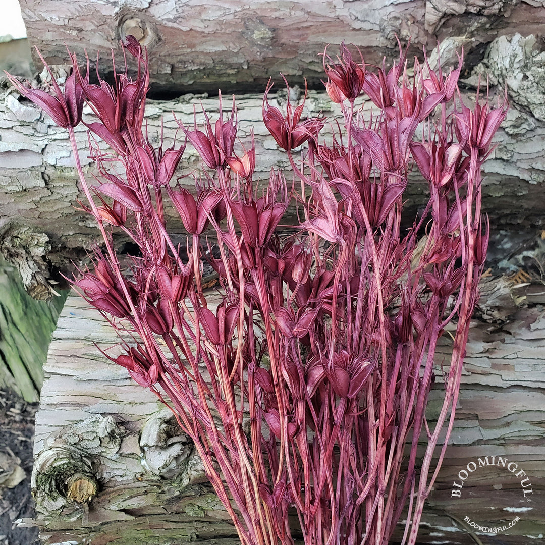 Dried Nigella Flowers - Burgundy Red (032) - BLOOMINGFUL - wedding, event, decor, gift, bouquet, arrangement, bridal, garland, fresh dried preserved artificial silk, birthday housewarming foliage