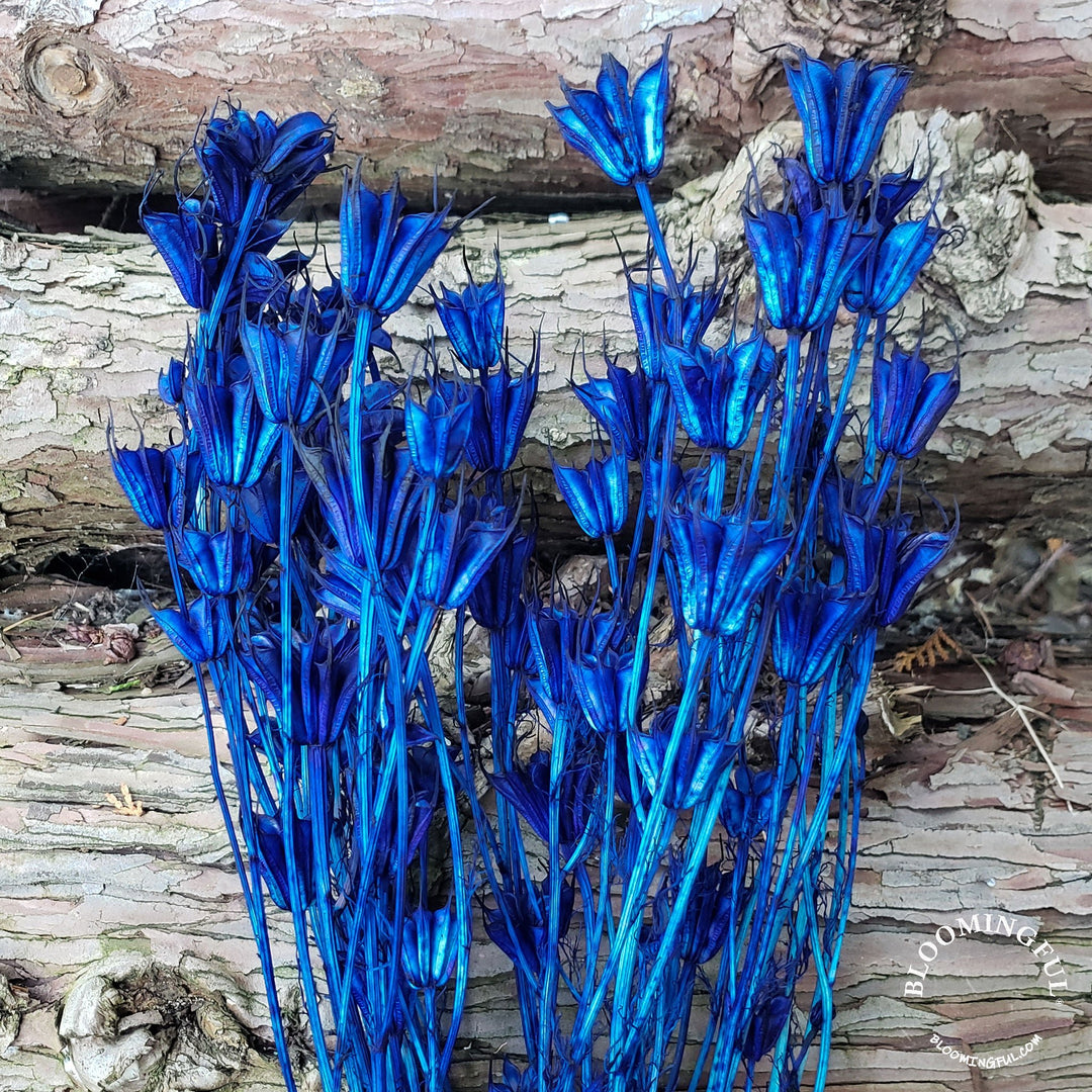 Dried Nigella Flowers - Dark Blue (006) - BLOOMINGFUL - wedding, event, decor, gift, bouquet, arrangement, bridal, garland, fresh dried preserved artificial silk, birthday housewarming foliage
