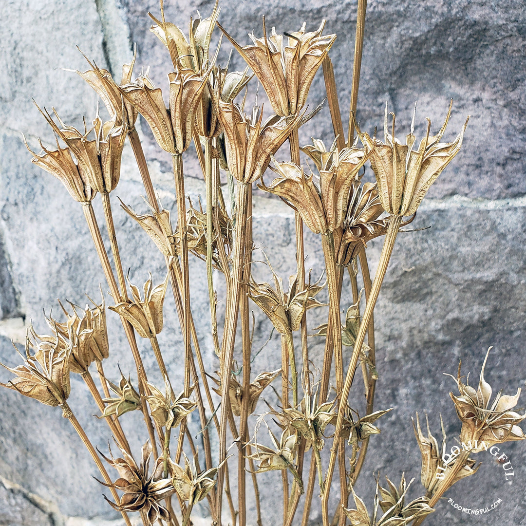 Dried Nigella Flowers - Gold (036) - BLOOMINGFUL - wedding, event, decor, gift, bouquet, arrangement, bridal, garland, fresh dried preserved artificial silk, birthday housewarming foliage