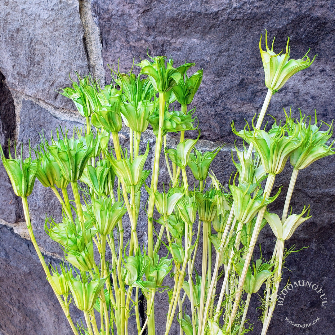 Dried Nigella Flowers - Green Pastel (014) - BLOOMINGFUL - wedding, event, decor, gift, bouquet, arrangement, bridal, garland, fresh dried preserved artificial silk, birthday housewarming foliage