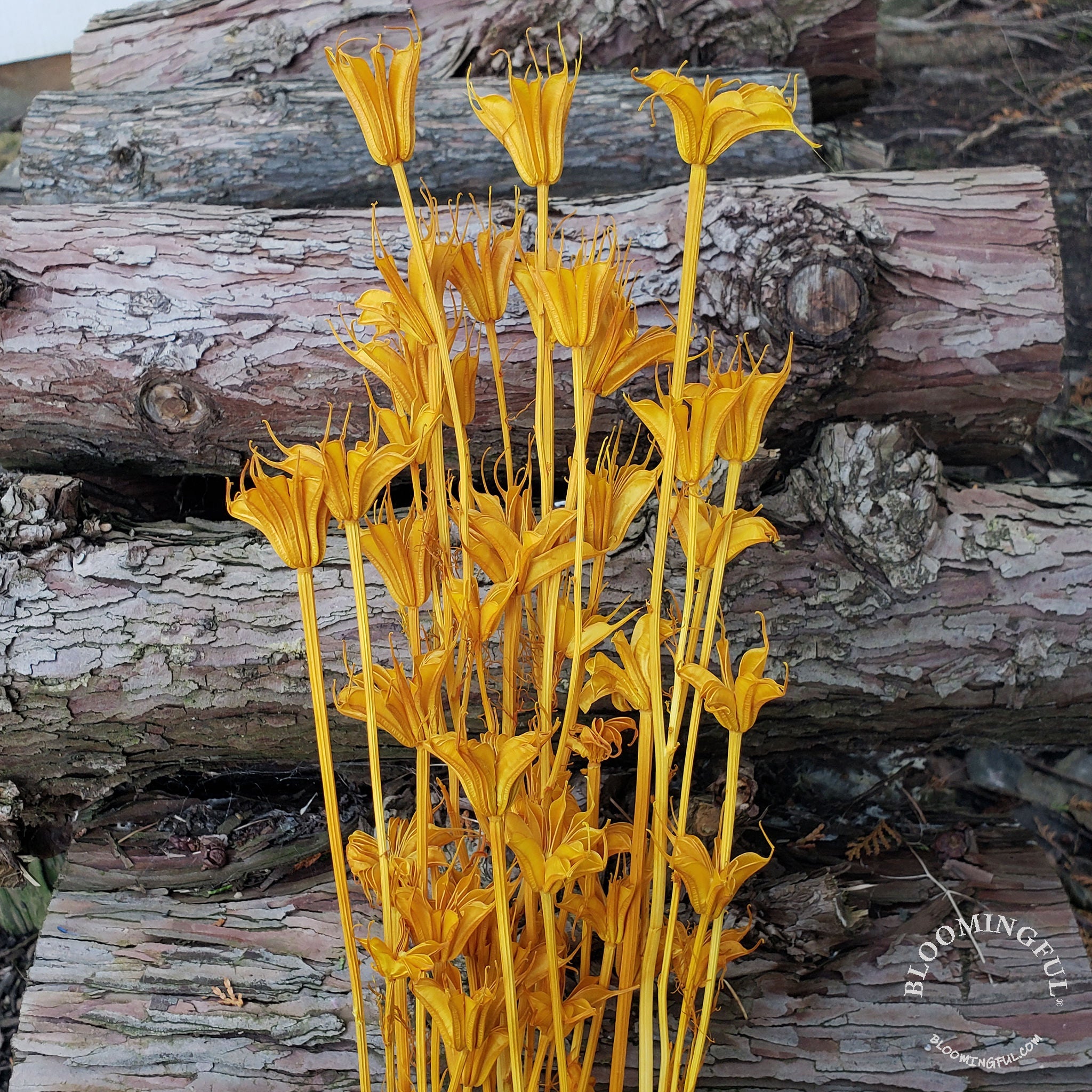 Dried Nigella Flowers - Mustard Yellow (033) - BLOOMINGFUL - wedding, event, decor, gift, bouquet, arrangement, bridal, garland, fresh dried preserved artificial silk, birthday housewarming foliage