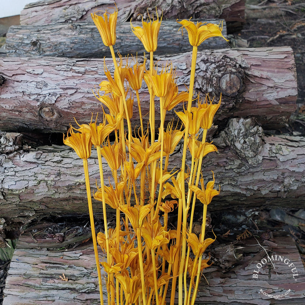 Dried Nigella Flowers - Mustard Yellow (033) - BLOOMINGFUL - wedding, event, decor, gift, bouquet, arrangement, bridal, garland, fresh dried preserved artificial silk, birthday housewarming foliage