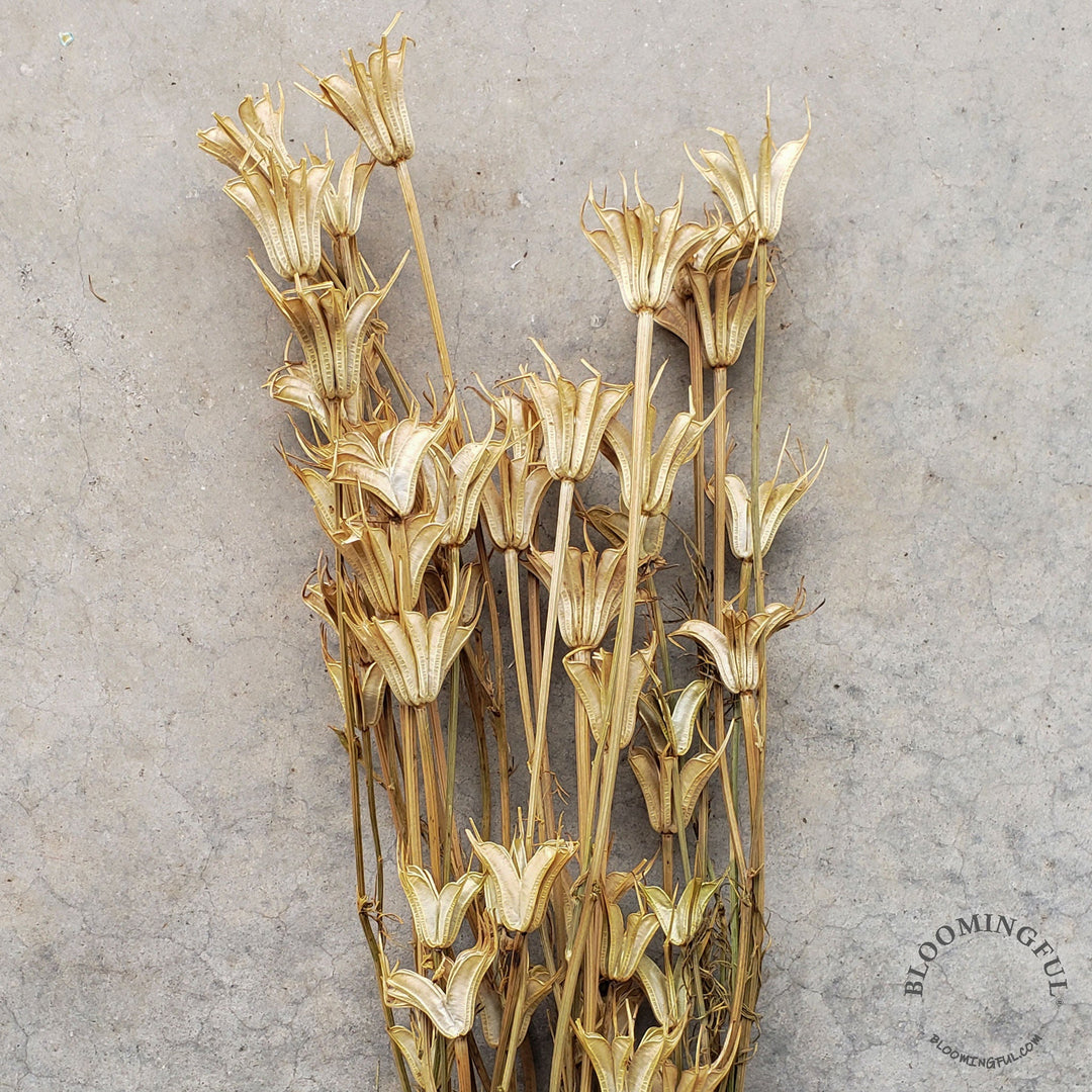 Dried Nigella Flowers - Natural Beige, Camel (035) - BLOOMINGFUL - wedding, event, decor, gift, bouquet, arrangement, bridal, garland, fresh dried preserved artificial silk, birthday housewarming foliage