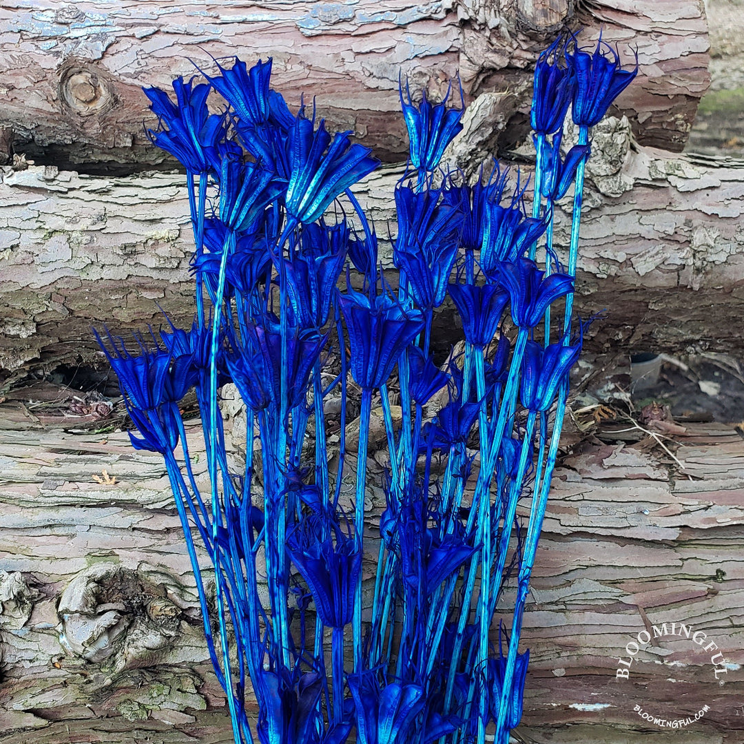 Dried Nigella Flowers - Sapphire Blue (007) - BLOOMINGFUL - wedding, event, decor, gift, bouquet, arrangement, bridal, garland, fresh dried preserved artificial silk, birthday housewarming foliage