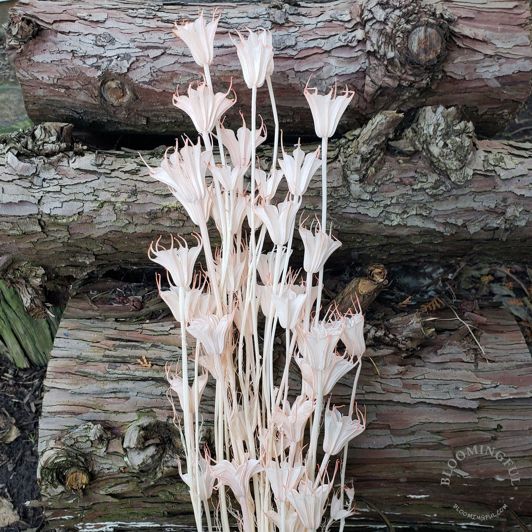 Dried Nigella Flowers - Soft Coral Peach (019) - BLOOMINGFUL - wedding, event, decor, gift, bouquet, arrangement, bridal, garland, fresh dried preserved artificial silk, birthday housewarming foliage