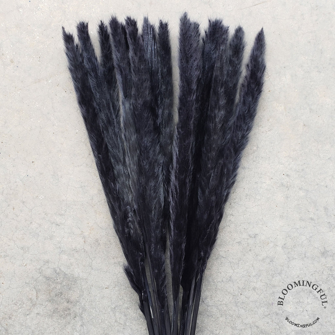 Dried Pampas Grass, Small 20-28" - Black (012) - BLOOMINGFUL - wedding, event, decor, gift, bouquet, arrangement, bridal, garland, fresh dried preserved artificial silk, birthday housewarming foliage