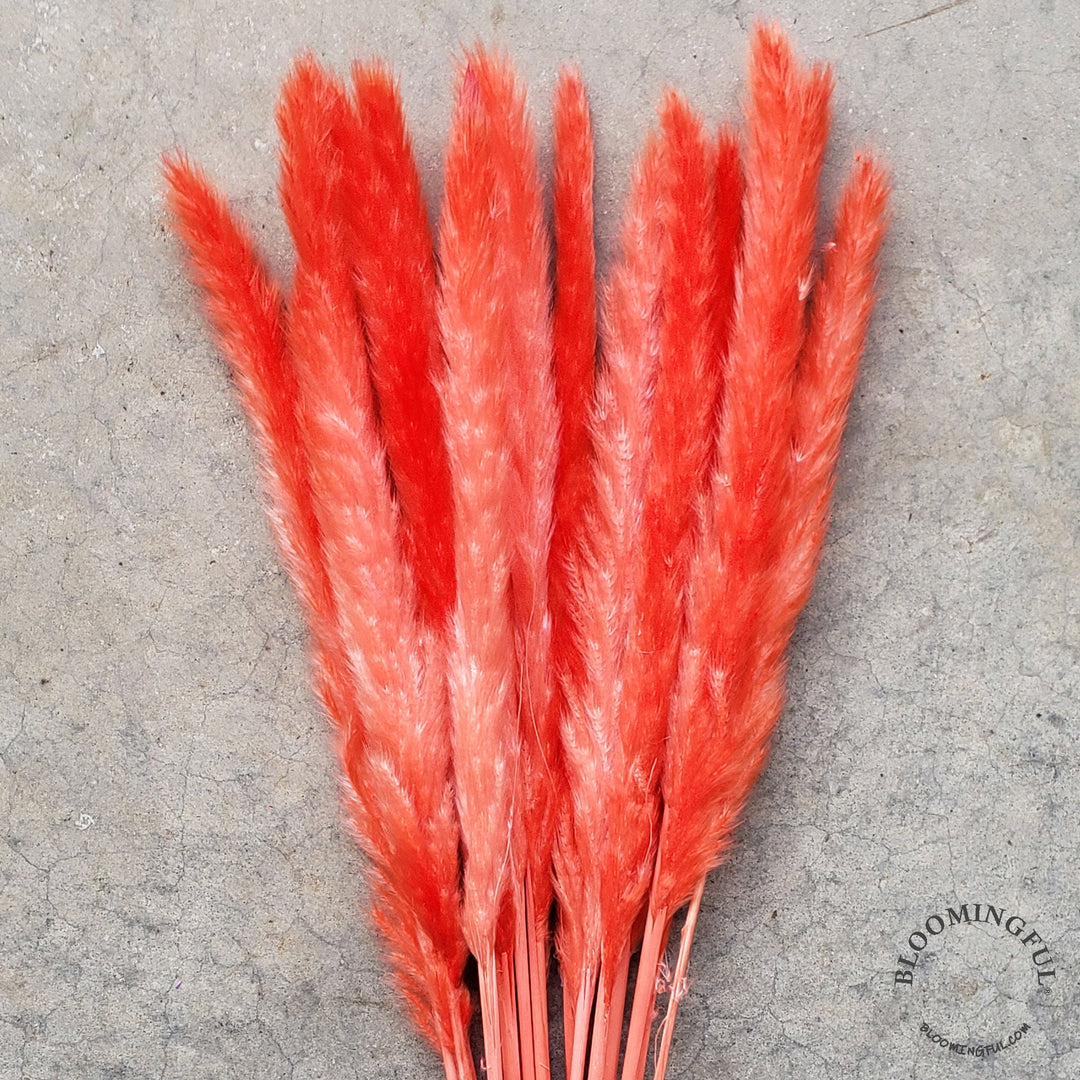 Dried Pampas Grass, Small 20-28" - Burnt Orange-Red (029) - BLOOMINGFUL - wedding, event, decor, gift, bouquet, arrangement, bridal, garland, fresh dried preserved artificial silk, birthday housewarming foliage