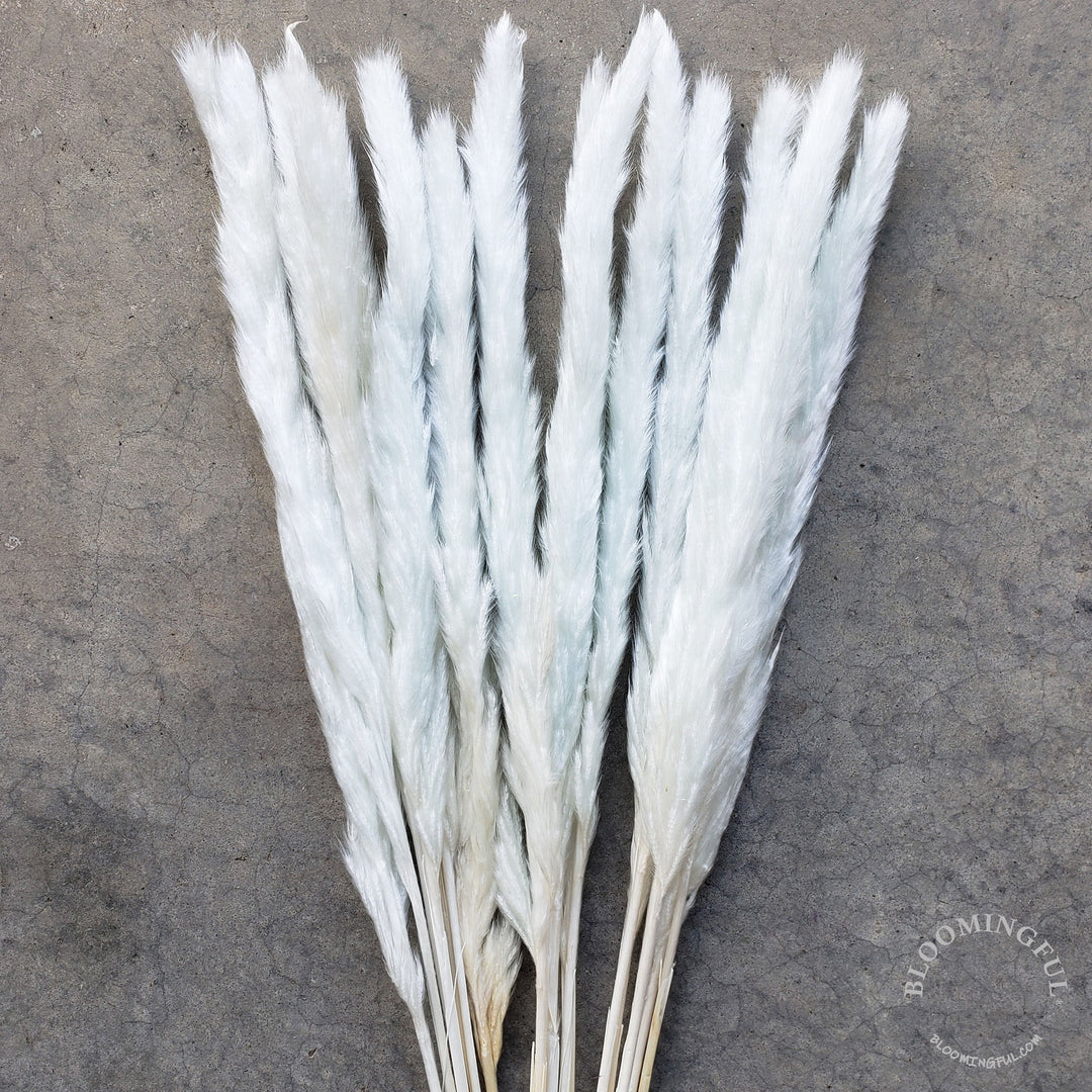 Dried Pampas Grass, Small 20-28" - Frosty Blue Ice (007) - BLOOMINGFUL - wedding, event, decor, gift, bouquet, arrangement, bridal, garland, fresh dried preserved artificial silk, birthday housewarming foliage