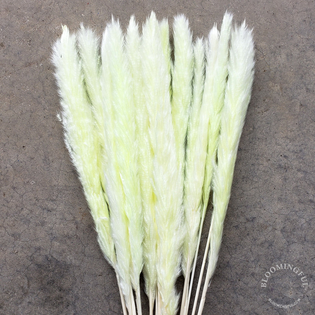 Dried Pampas Grass, Small 20-28" - Frosty Lemon Yellow (025) - BLOOMINGFUL - wedding, event, decor, gift, bouquet, arrangement, bridal, garland, fresh dried preserved artificial silk, birthday housewarming foliage