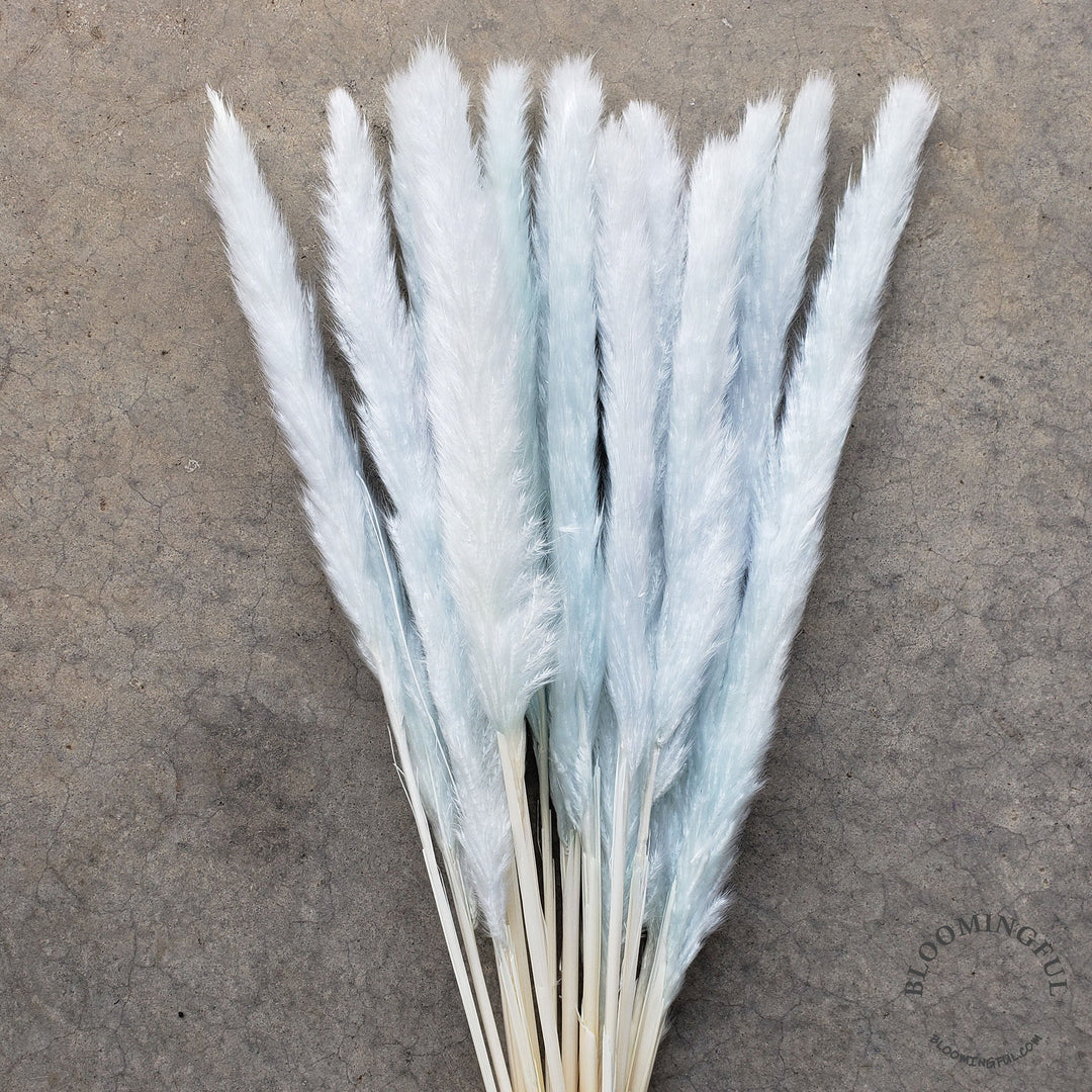 Dried Pampas Grass, Small 20-28" - Frosty Light Blue (024) - BLOOMINGFUL - wedding, event, decor, gift, bouquet, arrangement, bridal, garland, fresh dried preserved artificial silk, birthday housewarming foliage