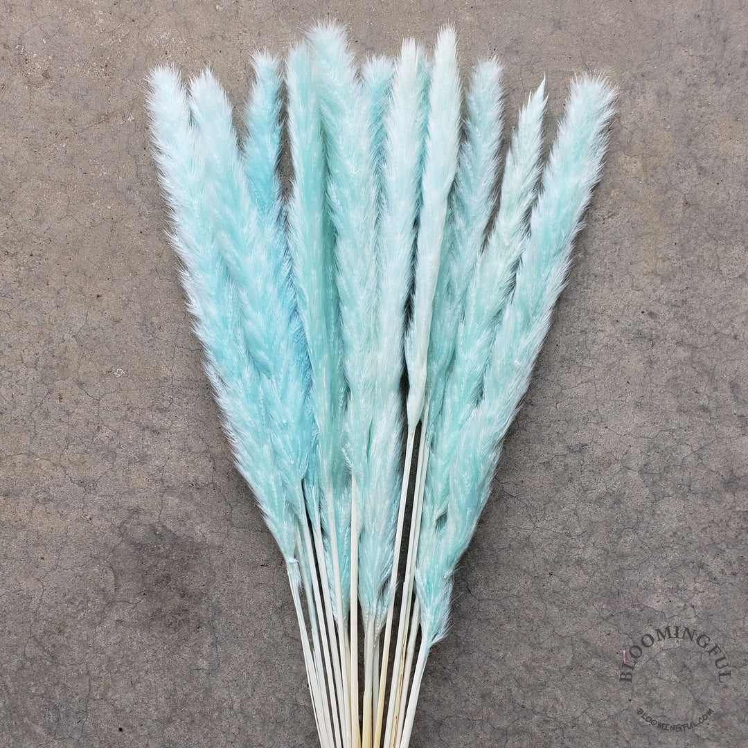 Dried Pampas Grass, Small 20-28" - Frosty Tiffany Blue (006) - BLOOMINGFUL - wedding, event, decor, gift, bouquet, arrangement, bridal, garland, fresh dried preserved artificial silk, birthday housewarming foliage
