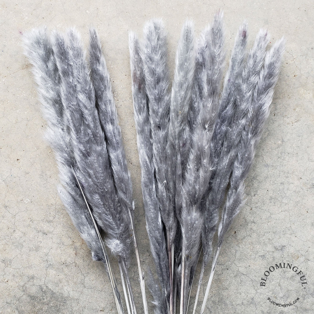 Dried Pampas Grass, Small 20-28" - Gray (013) - BLOOMINGFUL - wedding, event, decor, gift, bouquet, arrangement, bridal, garland, fresh dried preserved artificial silk, birthday housewarming foliage