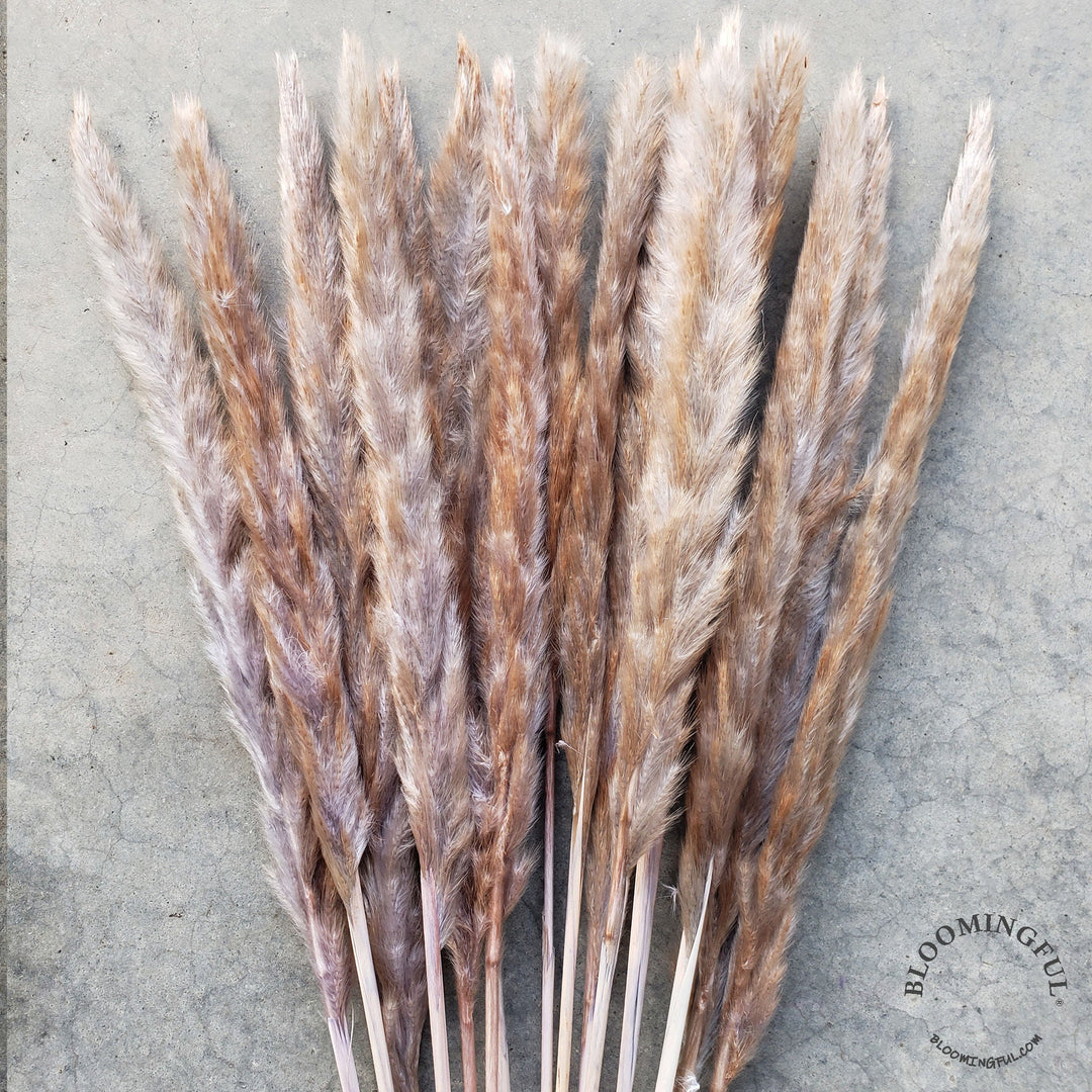 Dried Pampas Grass, Small 20-28" - Greige (026) - BLOOMINGFUL - wedding, event, decor, gift, bouquet, arrangement, bridal, garland, fresh dried preserved artificial silk, birthday housewarming foliage