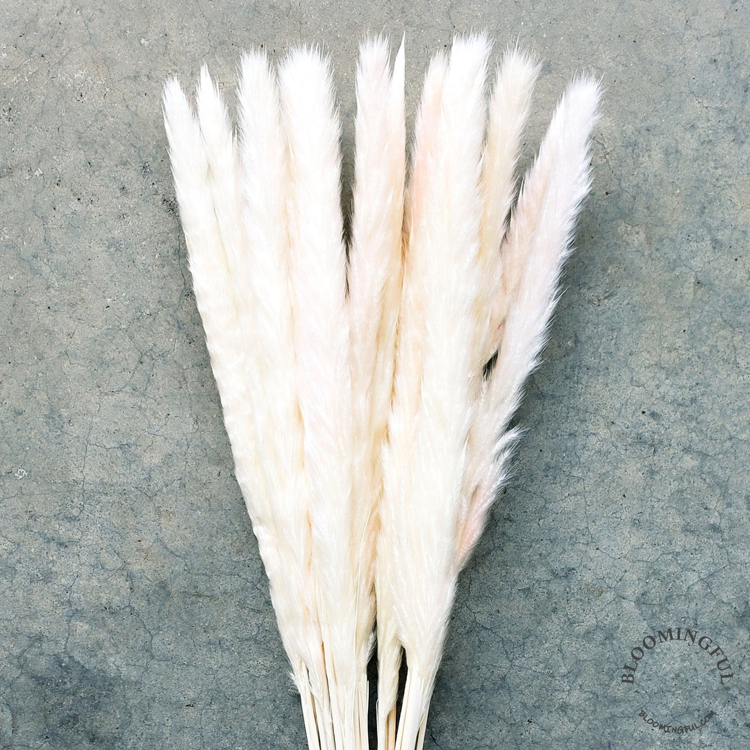 Dried Pampas Grass, Small 20-28" - Ivory Blush (001) - BLOOMINGFUL - wedding, event, decor, gift, bouquet, arrangement, bridal, garland, fresh dried preserved artificial silk, birthday housewarming foliage