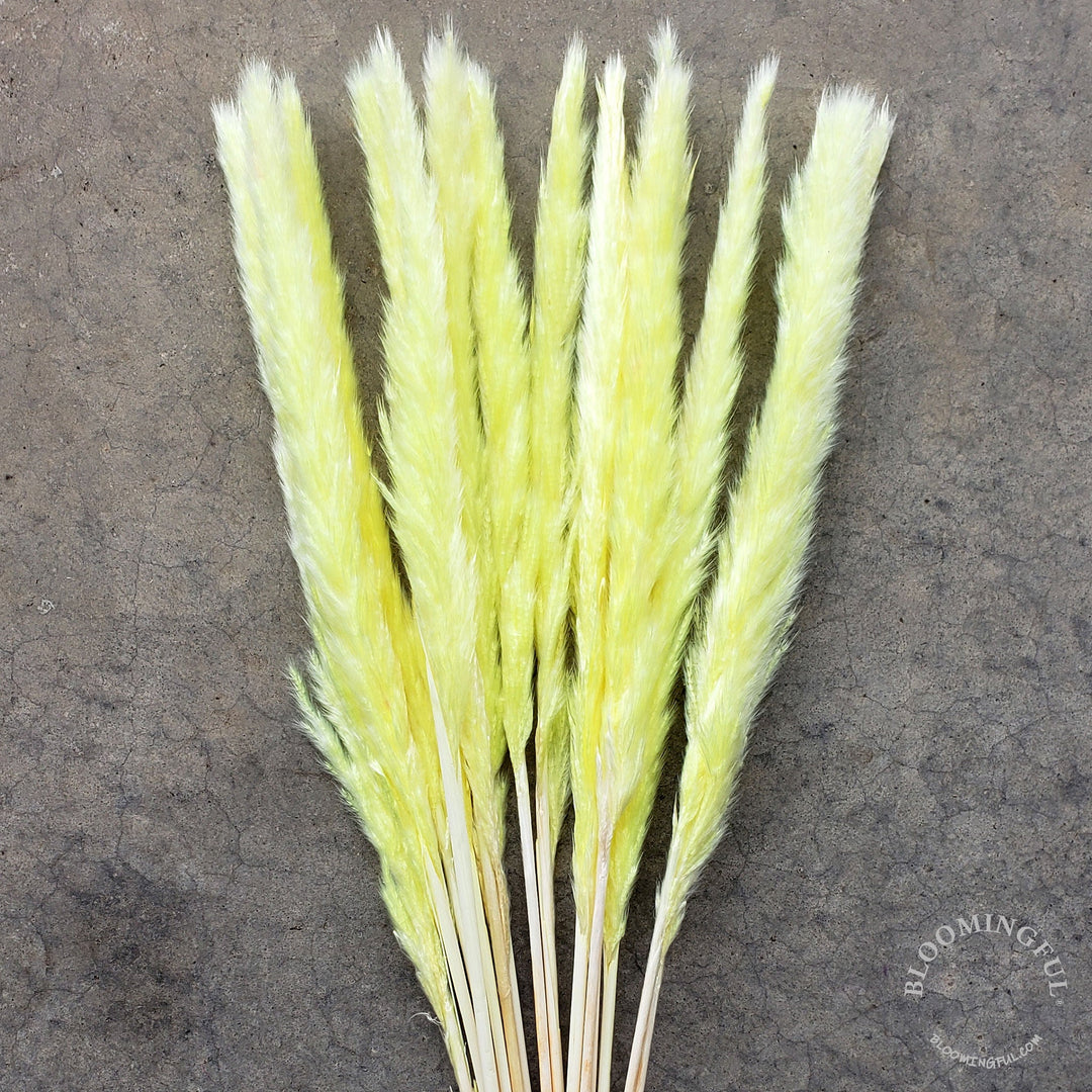 Dried Pampas Grass, Small 20-28" - Lemon Yellow (016) - BLOOMINGFUL - wedding, event, decor, gift, bouquet, arrangement, bridal, garland, fresh dried preserved artificial silk, birthday housewarming foliage