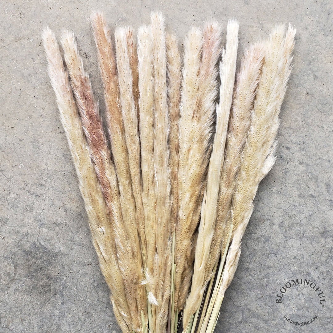 Dried Pampas Grass, Small 20-28" - Light Beige, Camel (030) - BLOOMINGFUL - wedding, event, decor, gift, bouquet, arrangement, bridal, garland, fresh dried preserved artificial silk, birthday housewarming foliage