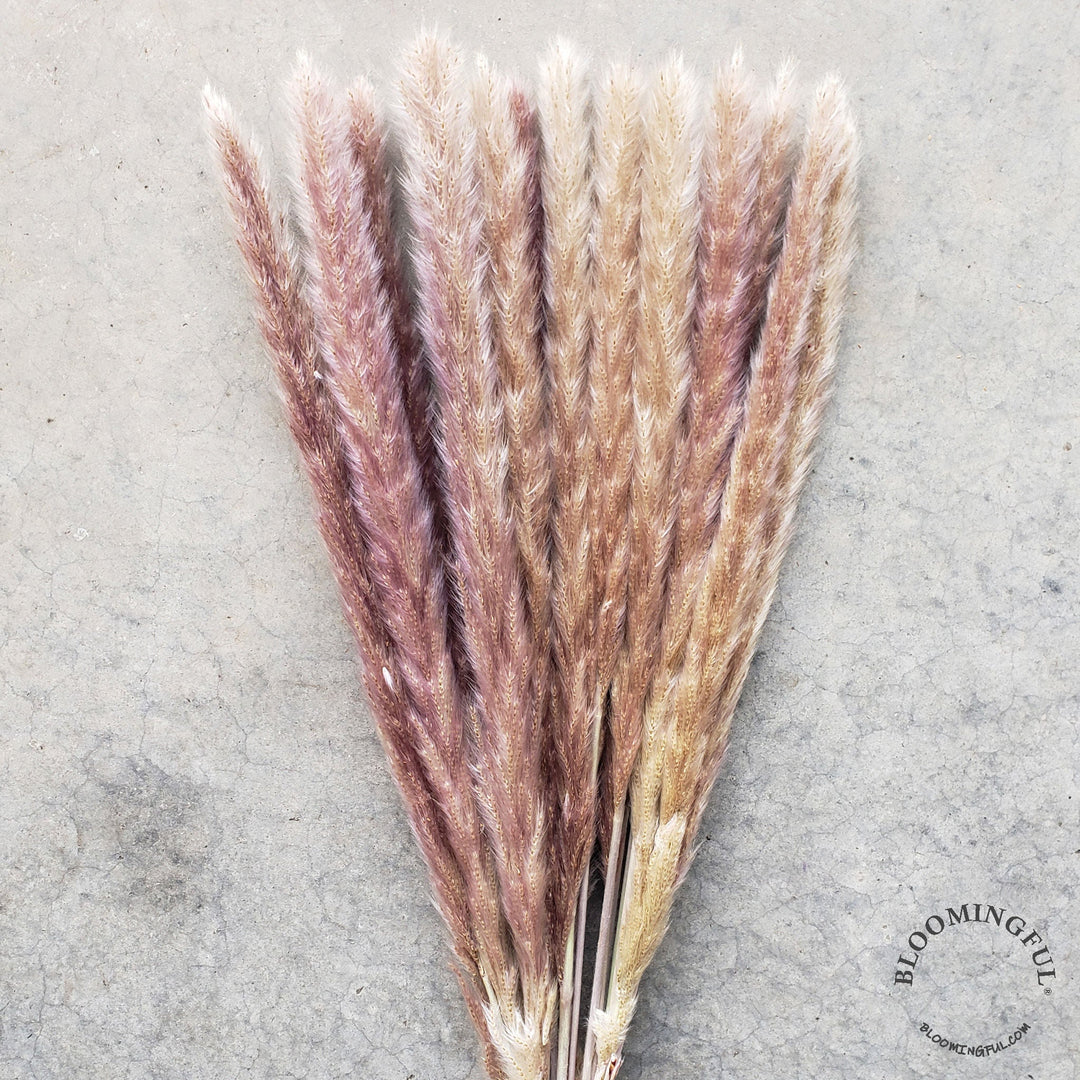 Dried Pampas Grass, Small 20-28" - Natural Brown (033) - BLOOMINGFUL - wedding, event, decor, gift, bouquet, arrangement, bridal, garland, fresh dried preserved artificial silk, birthday housewarming foliage