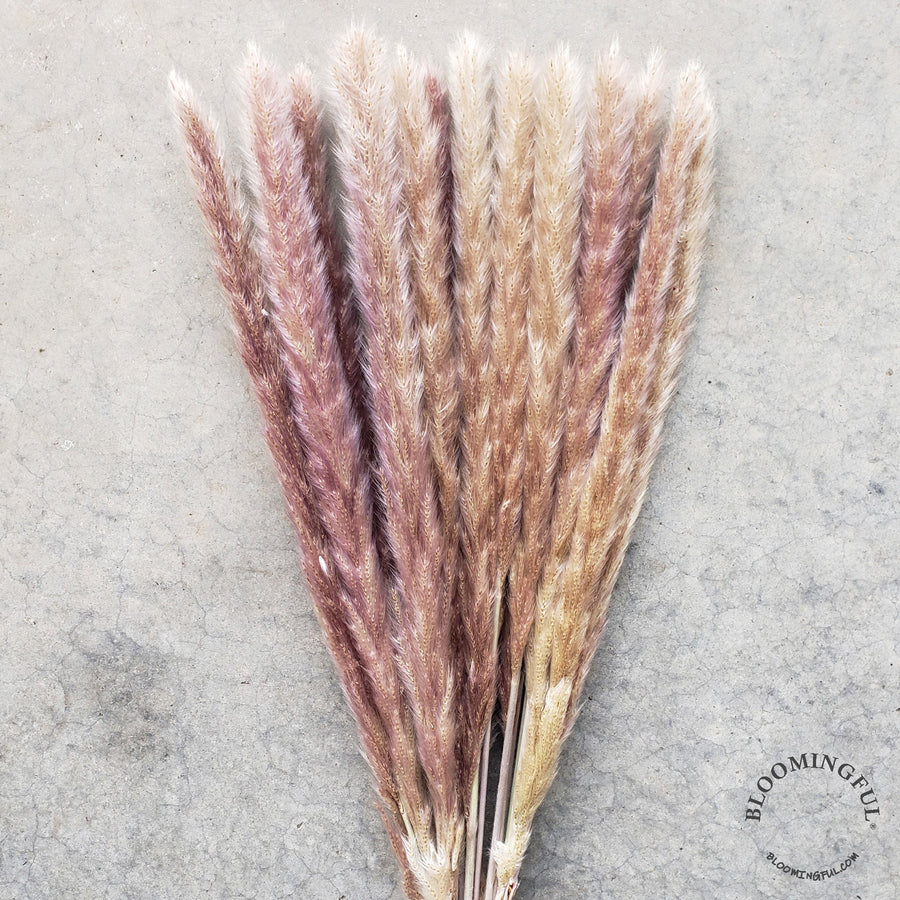 Natural brown Short Pampas Rods