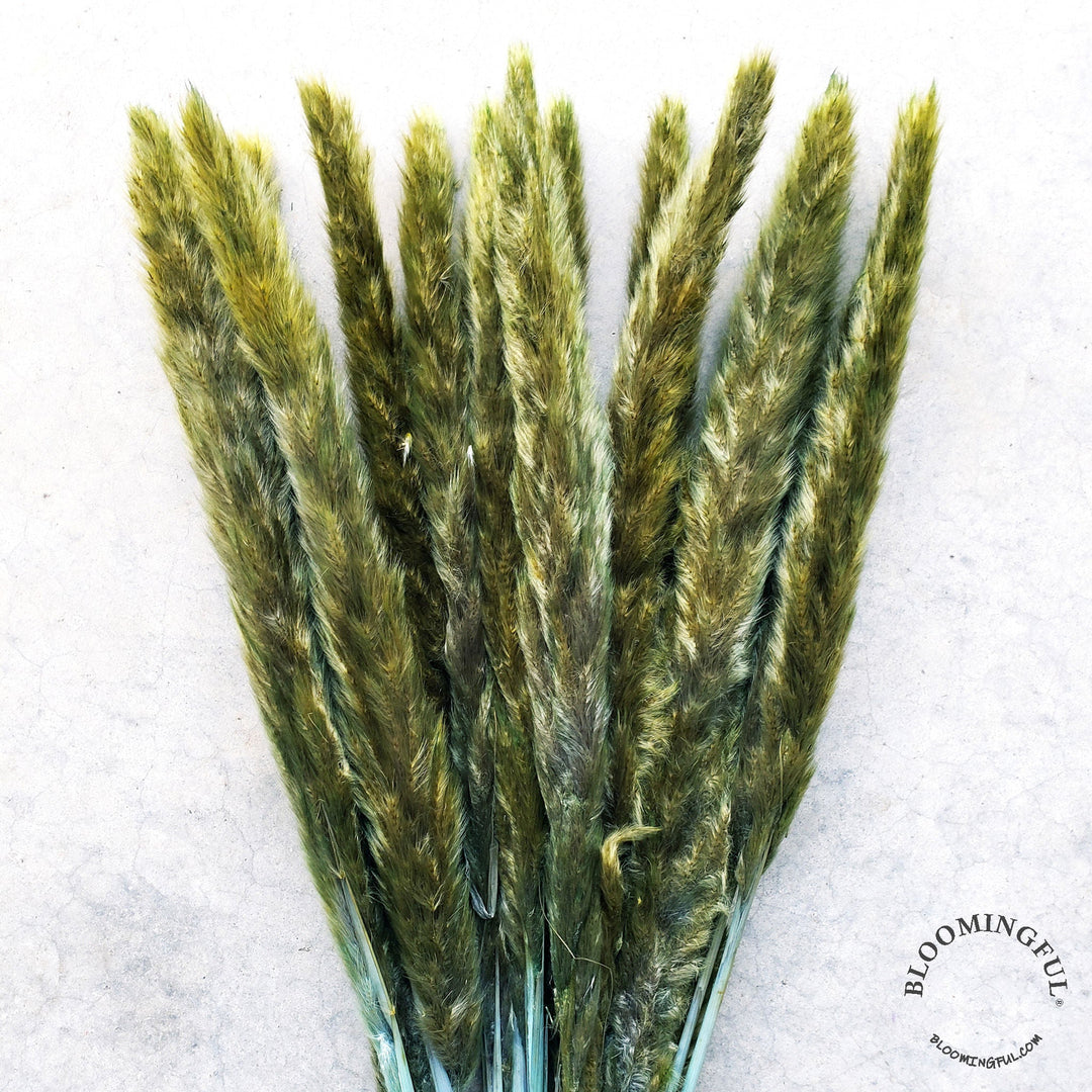 Dried Pampas Grass, Small 20-28" - Olive Basil Green (032) - BLOOMINGFUL - wedding, event, decor, gift, bouquet, arrangement, bridal, garland, fresh dried preserved artificial silk, birthday housewarming foliage