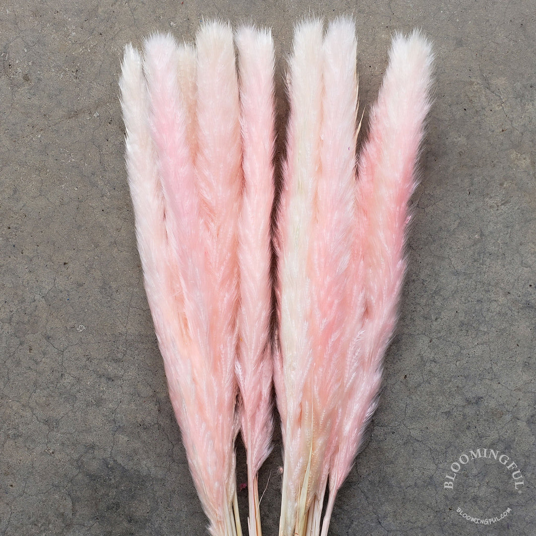 Dried Pampas Grass, Small 20-28" - Pink Cotton Candy (002) - BLOOMINGFUL - wedding, event, decor, gift, bouquet, arrangement, bridal, garland, fresh dried preserved artificial silk, birthday housewarming foliage