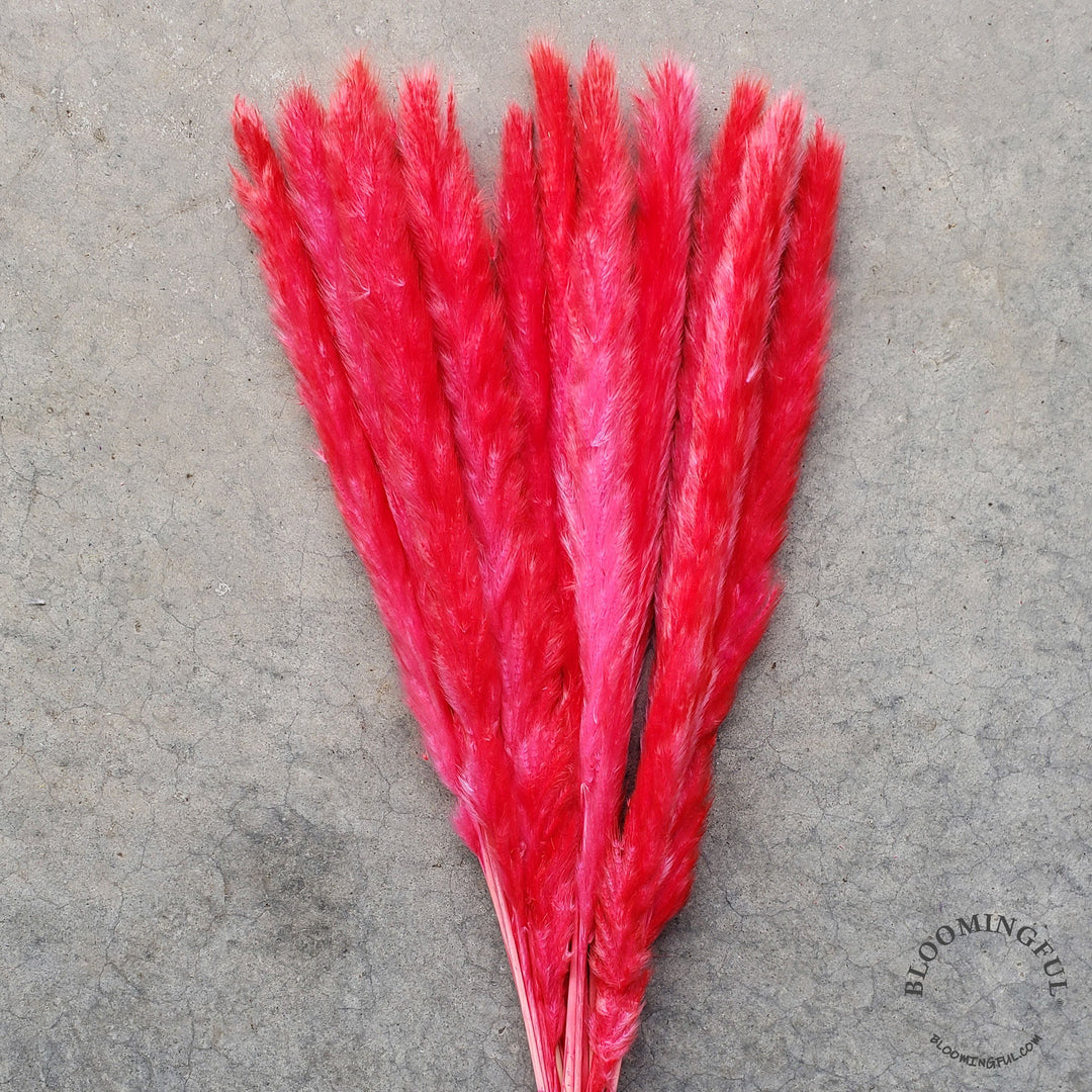 Dried Pampas Grass, Small 20-28" - Red Amaranth (004) - BLOOMINGFUL - wedding, event, decor, gift, bouquet, arrangement, bridal, garland, fresh dried preserved artificial silk, birthday housewarming foliage