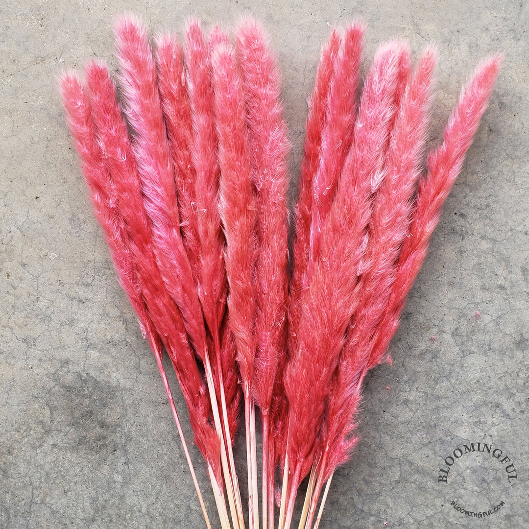 Dried Pampas Grass, Small 20-28" - Soft Burgundy Rose (005) - BLOOMINGFUL - wedding, event, decor, gift, bouquet, arrangement, bridal, garland, fresh dried preserved artificial silk, birthday housewarming foliage