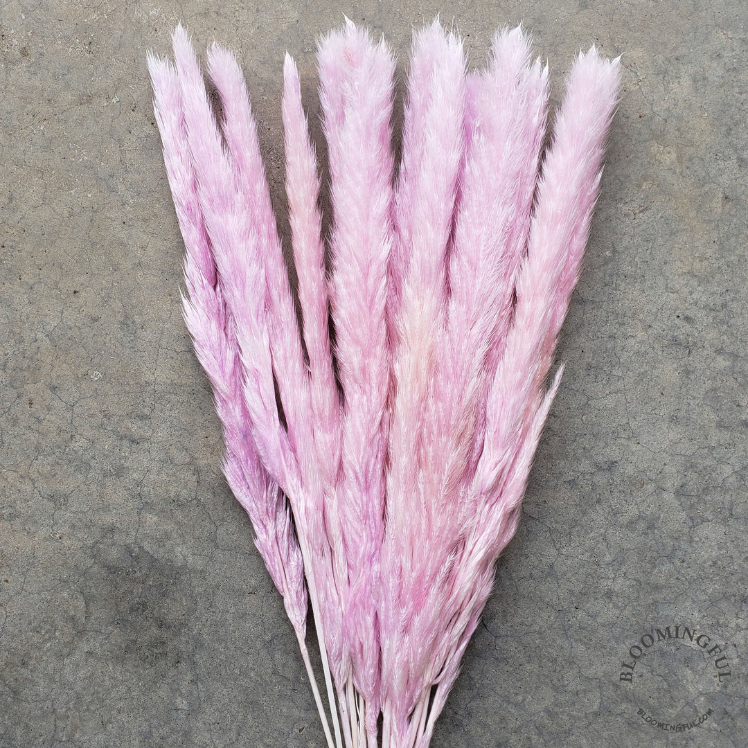 Dried Pampas Grass, Small 20-28" - Soft Pink (021) - BLOOMINGFUL - wedding, event, decor, gift, bouquet, arrangement, bridal, garland, fresh dried preserved artificial silk, birthday housewarming foliage