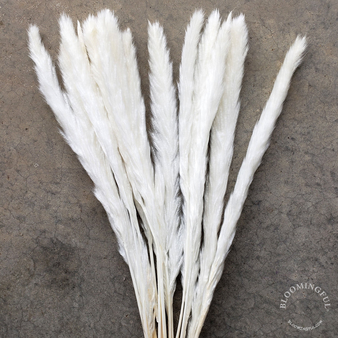 Dried Pampas Grass, Small 20-28" - Soft White, Ivory (015) - BLOOMINGFUL - wedding, event, decor, gift, bouquet, arrangement, bridal, garland, fresh dried preserved artificial silk, birthday housewarming foliage