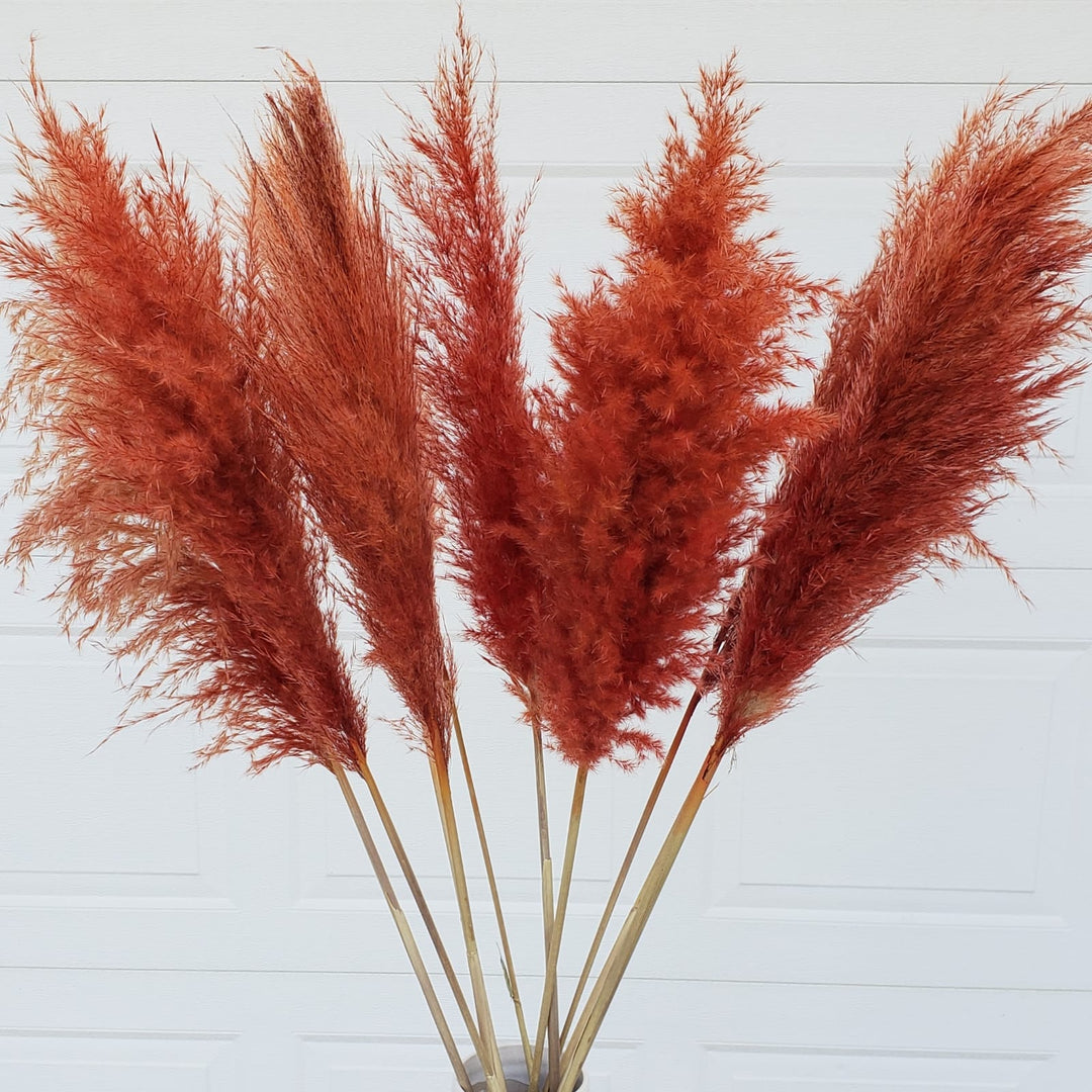 pampas grass dried large fluffy plume feather tall extra jumbo bloomingful florist wholesale bulk wedding event decor gift bouquet arrangement bridal preserved artificial silk birthday housewarming foliage boho rustic white bleached beige natural brown yellow orange red terracotta pink magenta purple blue gray black green dusty