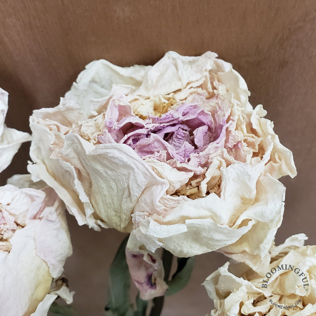 Dried Peony Flowers - Blush, Light Pink, Cream - BLOOMINGFUL - wedding, event, decor, gift, bouquet, arrangement, bridal, garland, fresh dried preserved artificial silk, birthday housewarming foliage