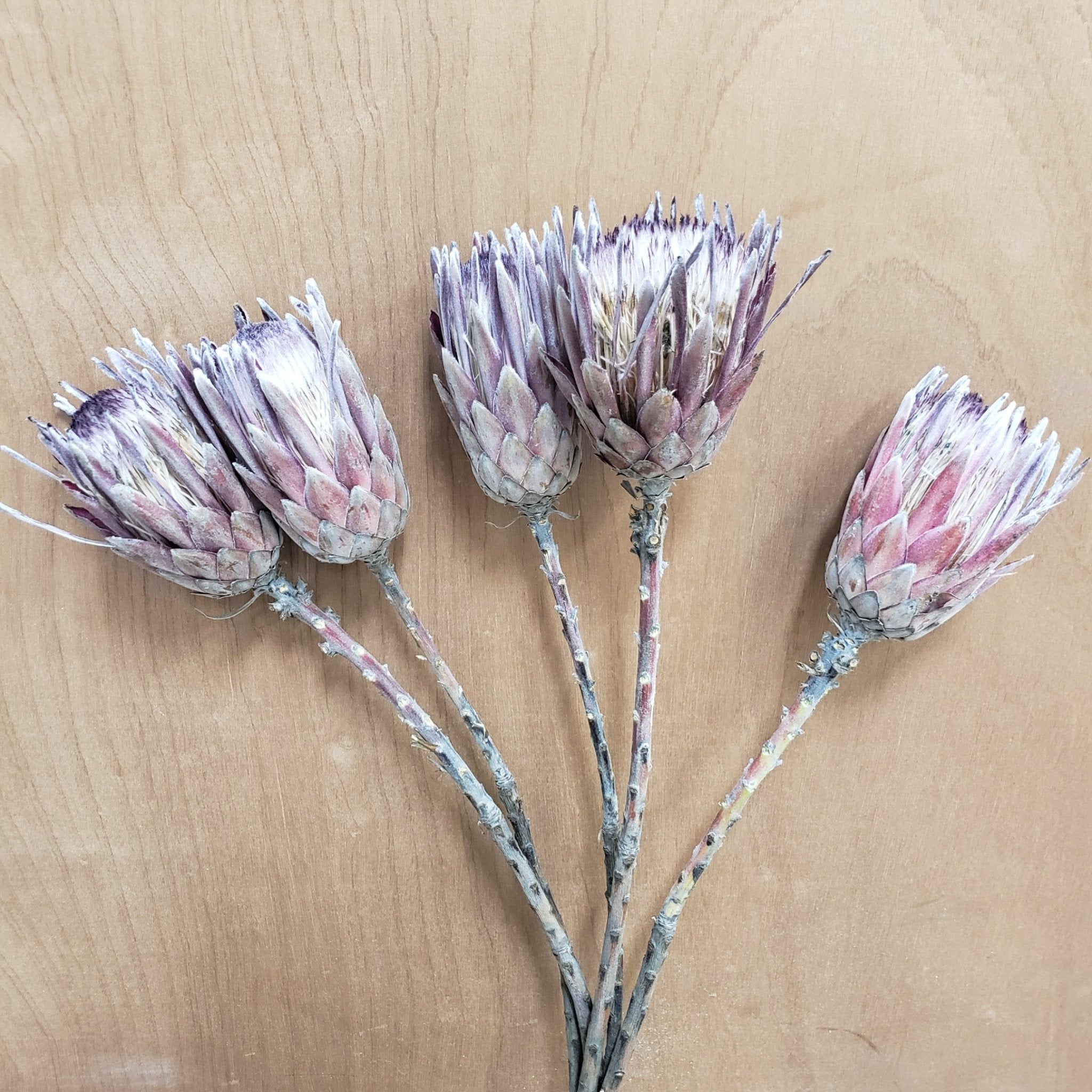 Dried Pink Ice Protea Flower - BLOOMINGFUL - wedding, event, decor, gift, bouquet, arrangement, bridal, garland, fresh dried preserved artificial silk, birthday housewarming foliage