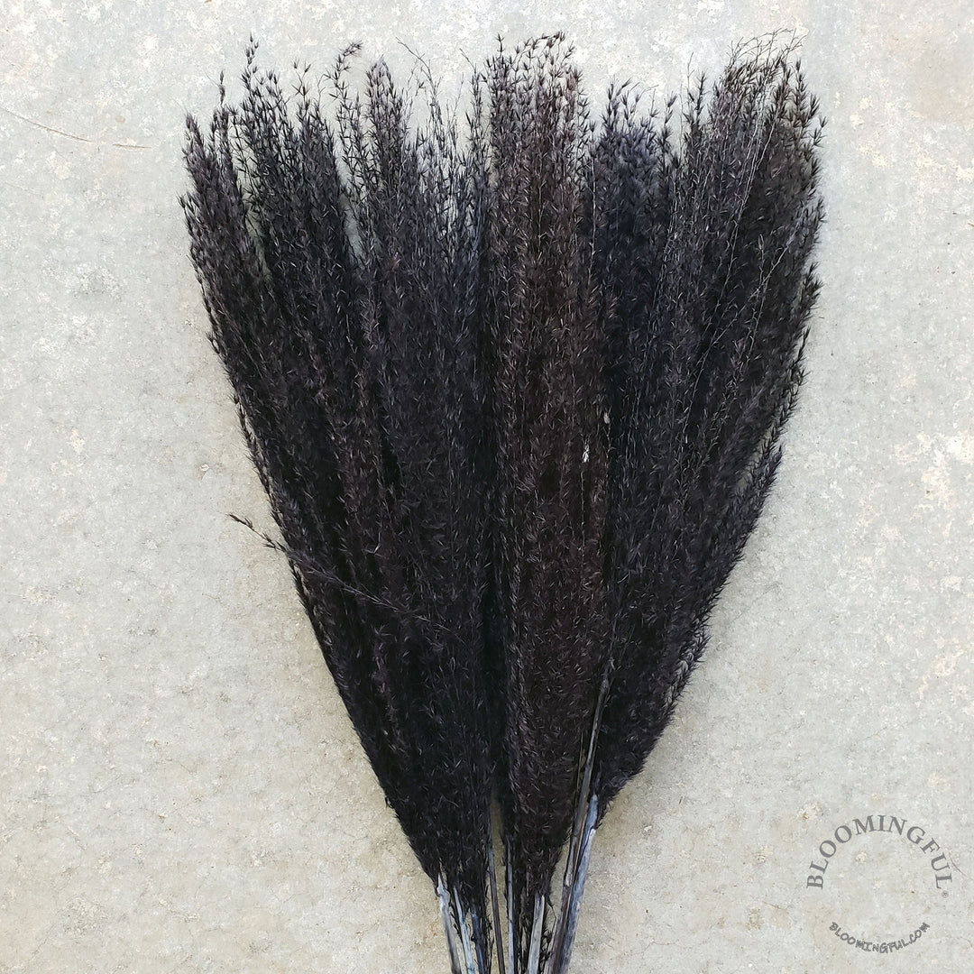 Dried Reed Pampas, Miscanthus Grass - Black (020) - BLOOMINGFUL - wedding, event, decor, gift, bouquet, arrangement, bridal, garland, fresh dried preserved artificial silk, birthday housewarming foliage