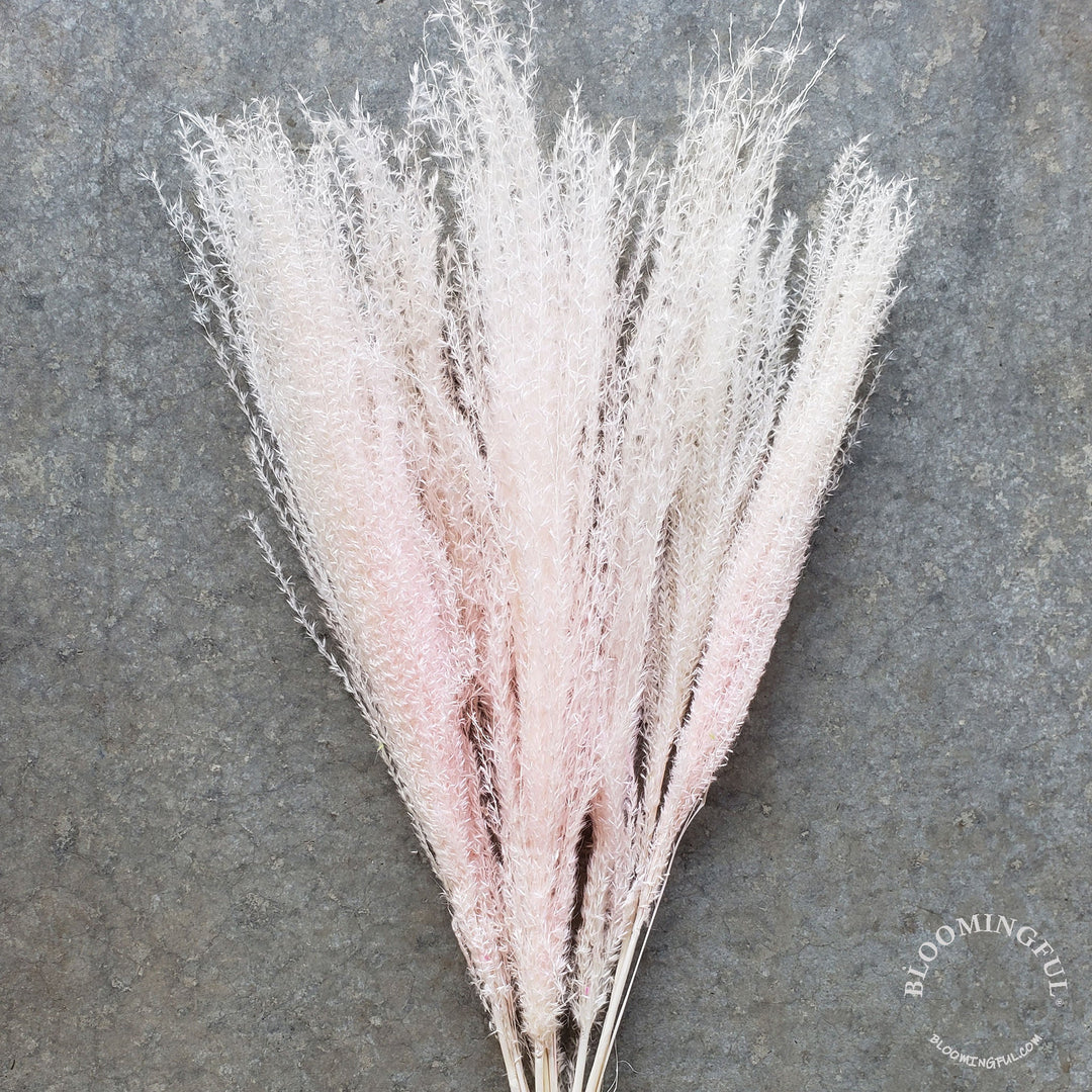 Dried Reed Pampas, Miscanthus Grass - Blush (019) - BLOOMINGFUL - wedding, event, decor, gift, bouquet, arrangement, bridal, garland, fresh dried preserved artificial silk, birthday housewarming foliage