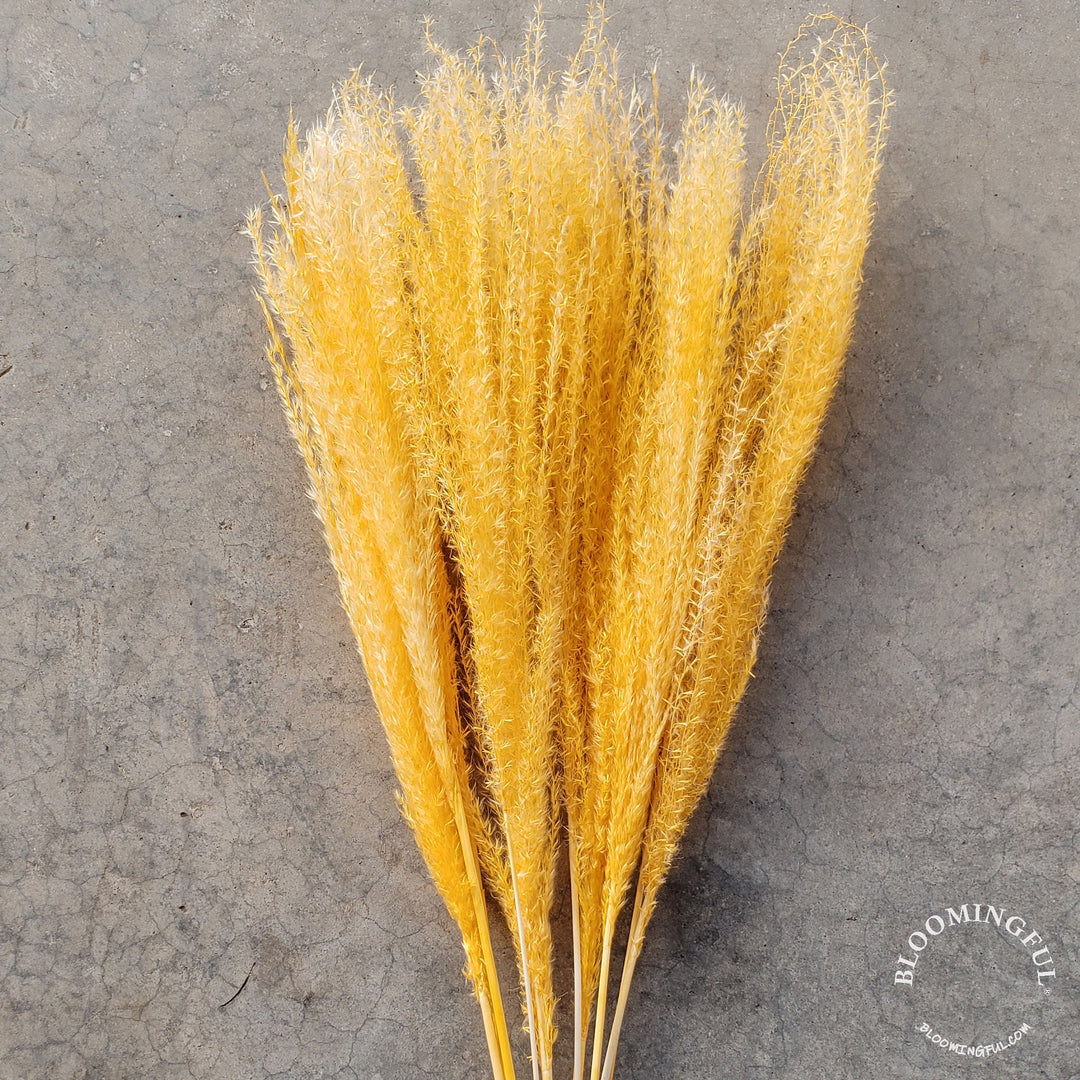 Dried Reed Pampas, Miscanthus Grass - Golden Yellow (009) - BLOOMINGFUL - wedding, event, decor, gift, bouquet, arrangement, bridal, garland, fresh dried preserved artificial silk, birthday housewarming foliage