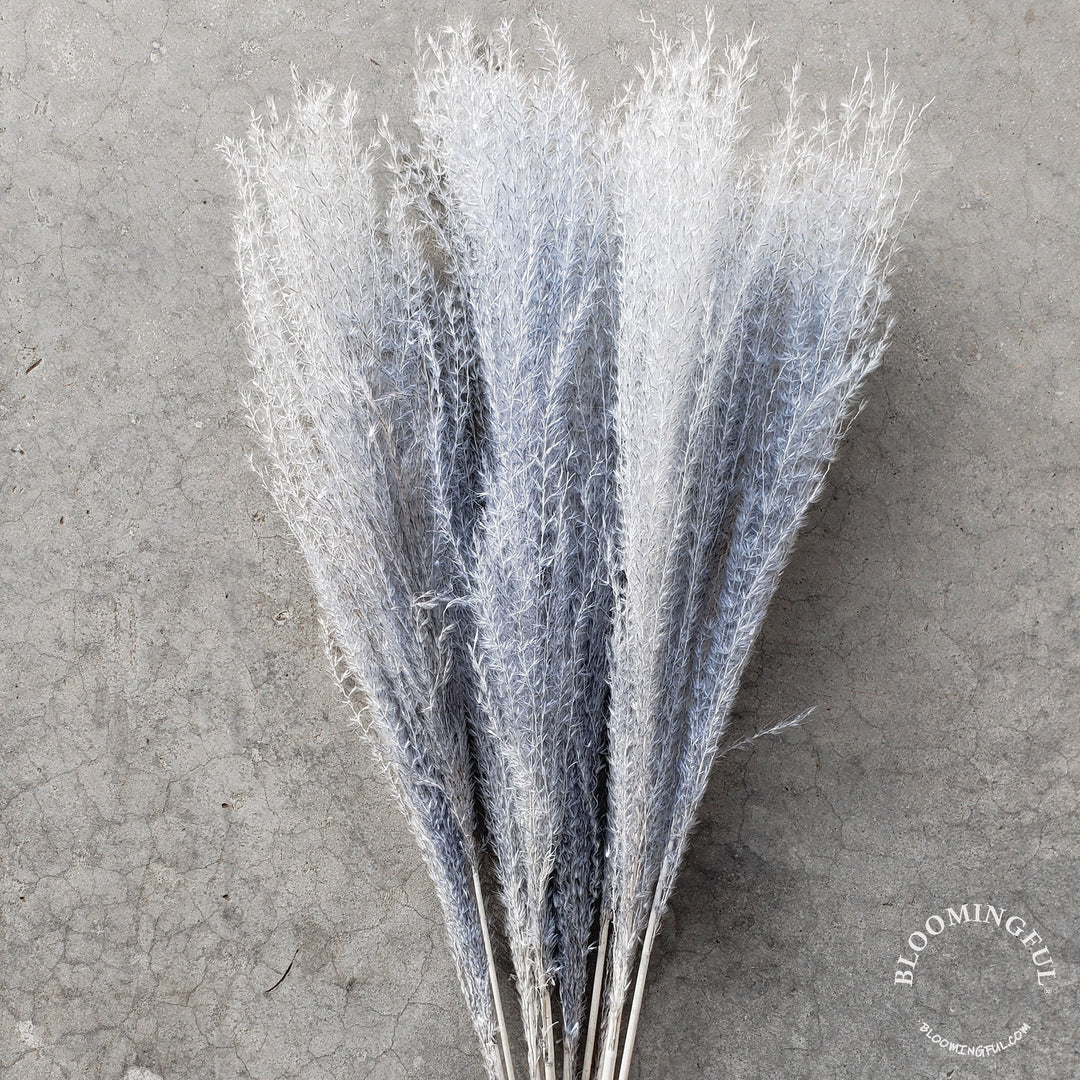Dried Reed Pampas, Miscanthus Grass - Gray (015) - BLOOMINGFUL - wedding, event, decor, gift, bouquet, arrangement, bridal, garland, fresh dried preserved artificial silk, birthday housewarming foliage