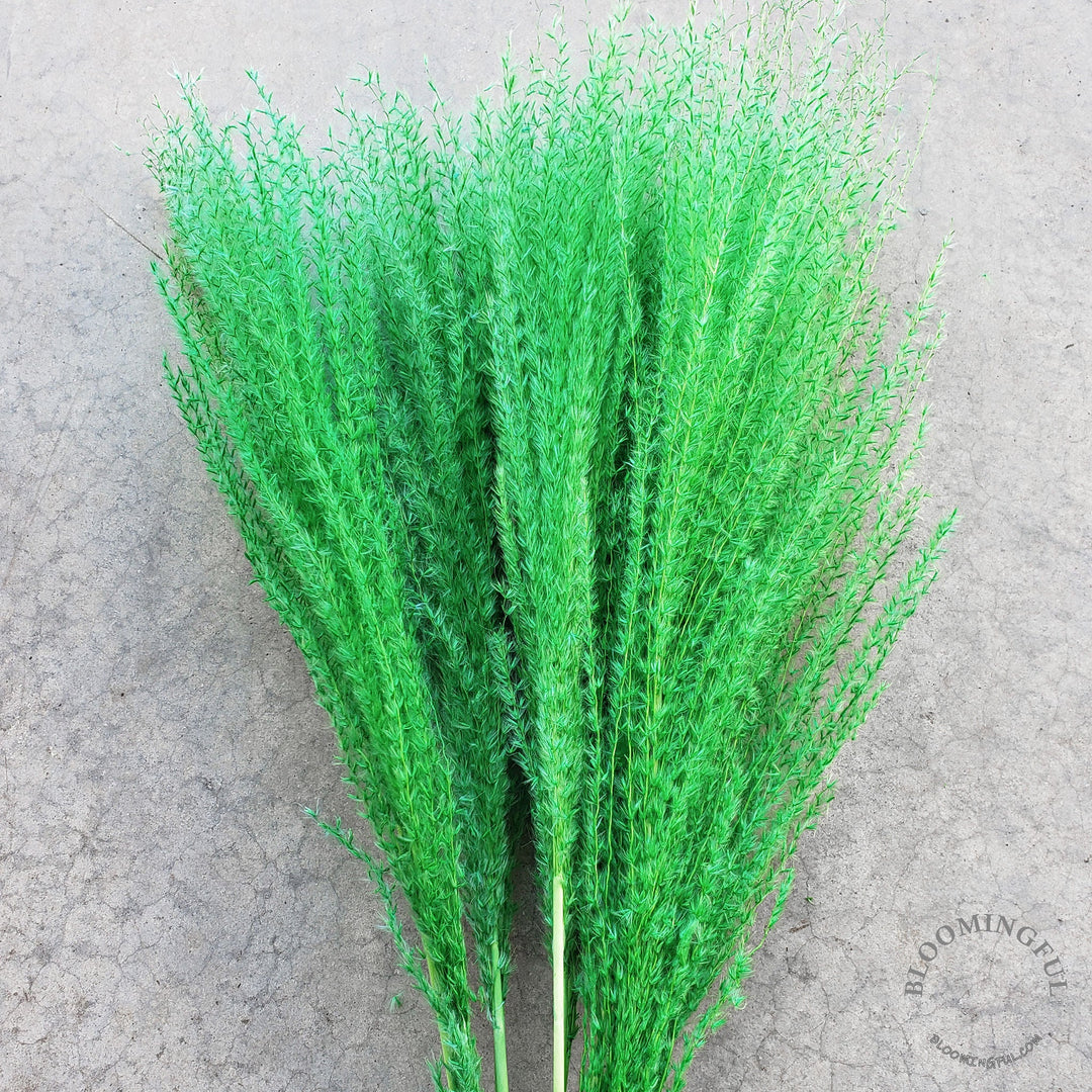 Dried Reed Pampas, Miscanthus Grass - Green (026) - BLOOMINGFUL - wedding, event, decor, gift, bouquet, arrangement, bridal, garland, fresh dried preserved artificial silk, birthday housewarming foliage