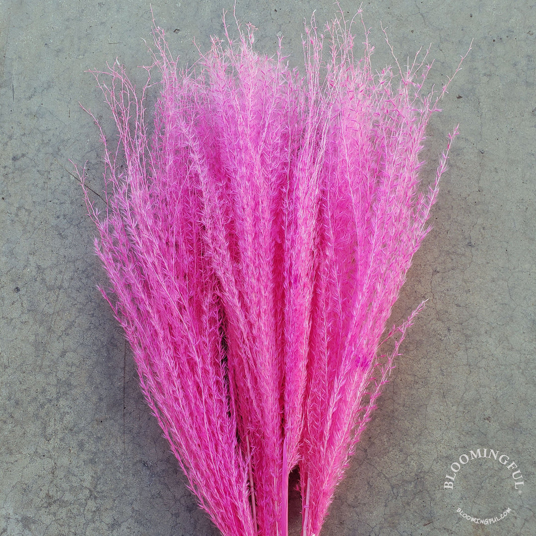 Dried Reed Pampas, Miscanthus Grass - Hot Pink (005) - BLOOMINGFUL - wedding, event, decor, gift, bouquet, arrangement, bridal, garland, fresh dried preserved artificial silk, birthday housewarming foliage