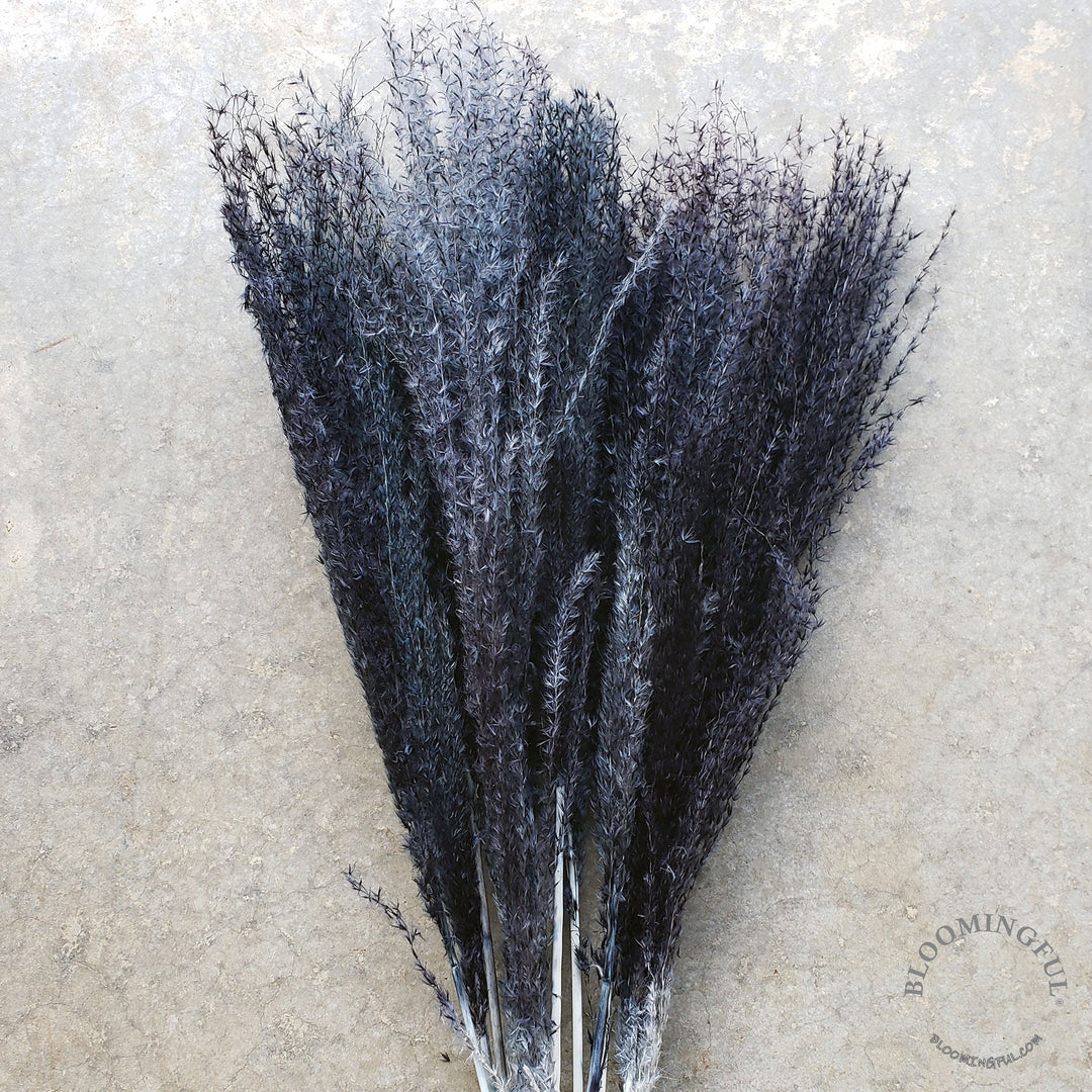 Dried Reed Pampas, Miscanthus Grass - Jet Gray Black (018) - BLOOMINGFUL - wedding, event, decor, gift, bouquet, arrangement, bridal, garland, fresh dried preserved artificial silk, birthday housewarming foliage