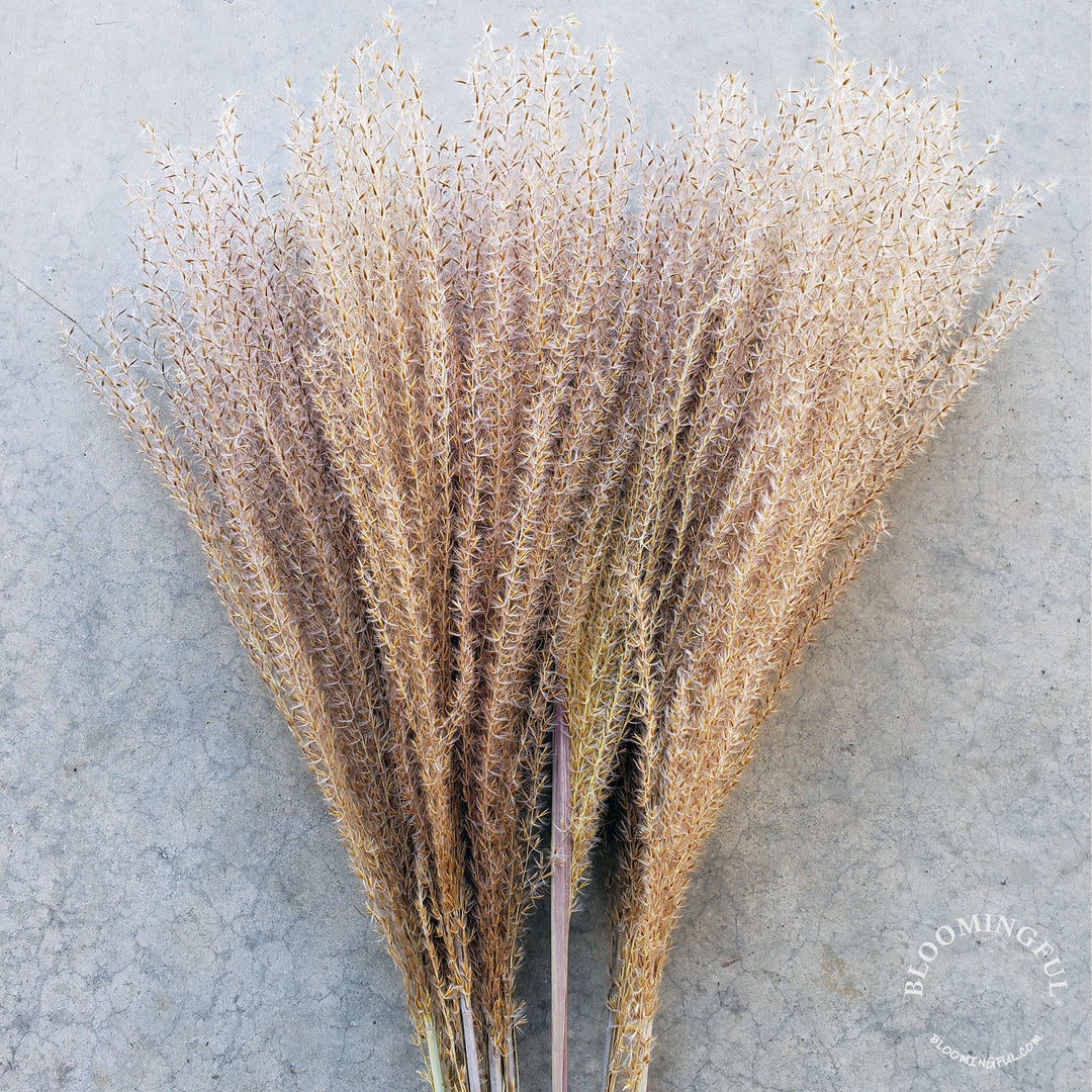 Dried Reed Pampas, Miscanthus Grass - Natural Brown (027) - BLOOMINGFUL - wedding, event, decor, gift, bouquet, arrangement, bridal, garland, fresh dried preserved artificial silk, birthday housewarming foliage