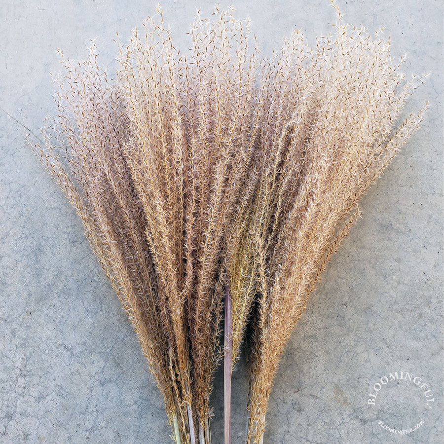 Natural brown short feathery Horsetail Reeds