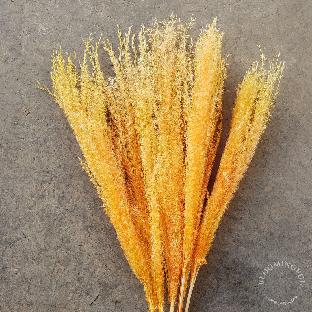 Dried Reed Pampas, Miscanthus Grass - Orange Tangerine (025) - BLOOMINGFUL - wedding, event, decor, gift, bouquet, arrangement, bridal, garland, fresh dried preserved artificial silk, birthday housewarming foliage