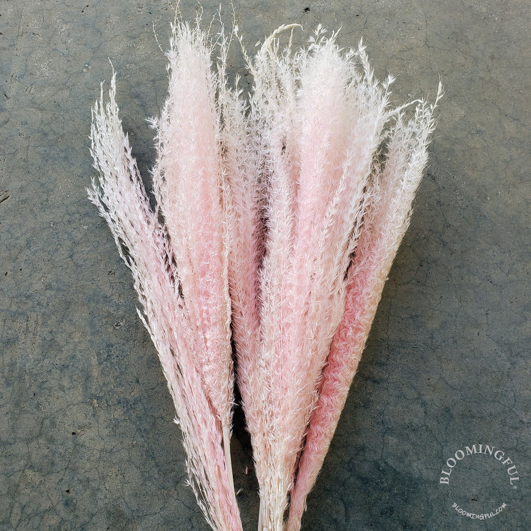 Dried Reed Pampas, Miscanthus Grass - Pink Ivory (007) - BLOOMINGFUL - wedding, event, decor, gift, bouquet, arrangement, bridal, garland, fresh dried preserved artificial silk, birthday housewarming foliage