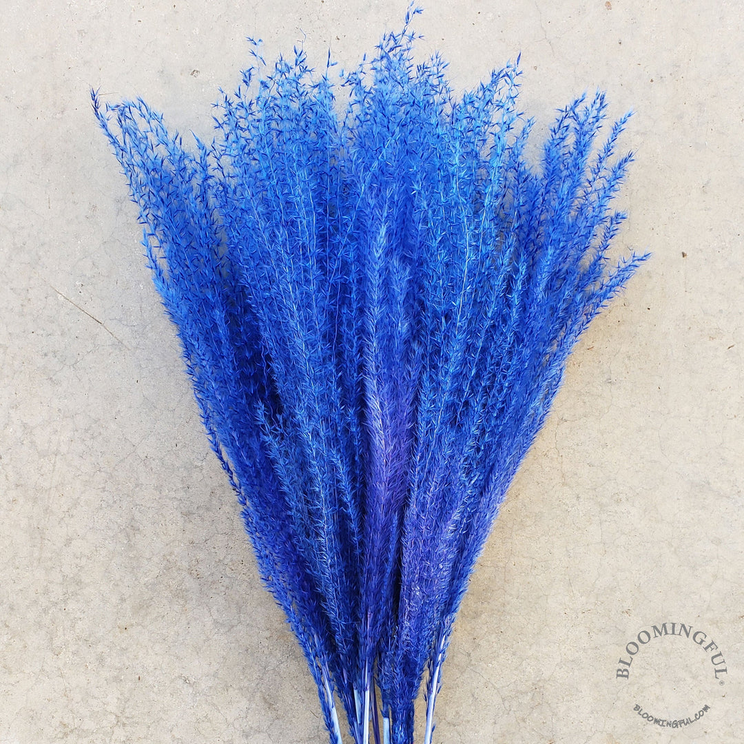 Dried Reed Pampas, Miscanthus Grass - Sapphire Blue (022) - BLOOMINGFUL - wedding, event, decor, gift, bouquet, arrangement, bridal, garland, fresh dried preserved artificial silk, birthday housewarming foliage