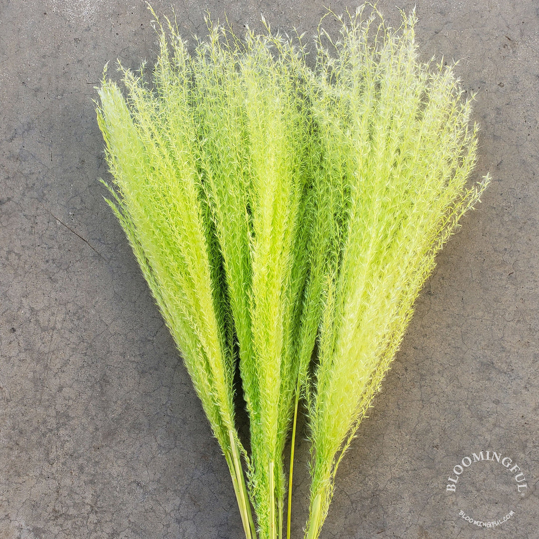 Dried Reed Pampas, Miscanthus Grass - Spring Green (008) - BLOOMINGFUL - wedding, event, decor, gift, bouquet, arrangement, bridal, garland, fresh dried preserved artificial silk, birthday housewarming foliage