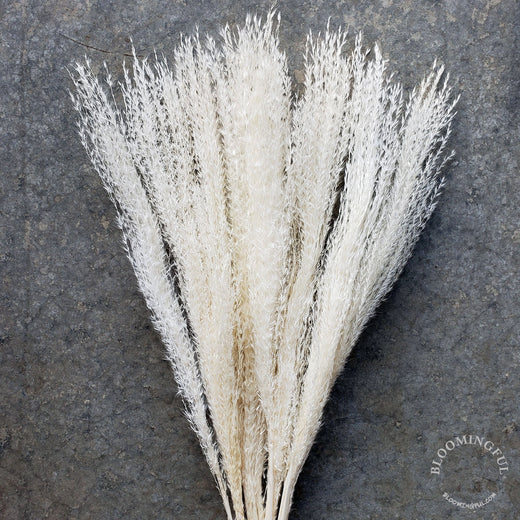 Short Pampas