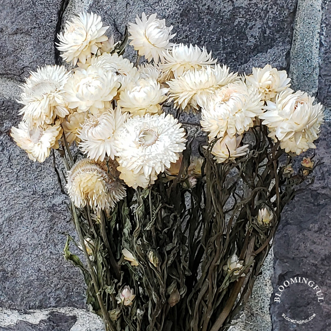 Dried Strawflowers - White, Cream, Ivory, Light Blush - BLOOMINGFUL - wedding, event, decor, gift, bouquet, arrangement, bridal, garland, fresh dried preserved artificial silk, birthday housewarming foliage