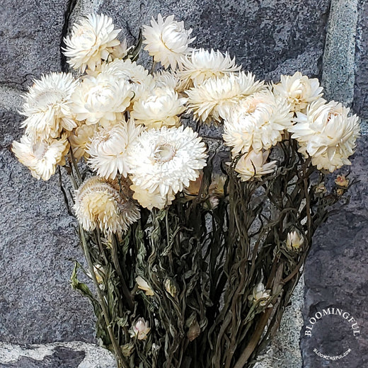 Strawflowers