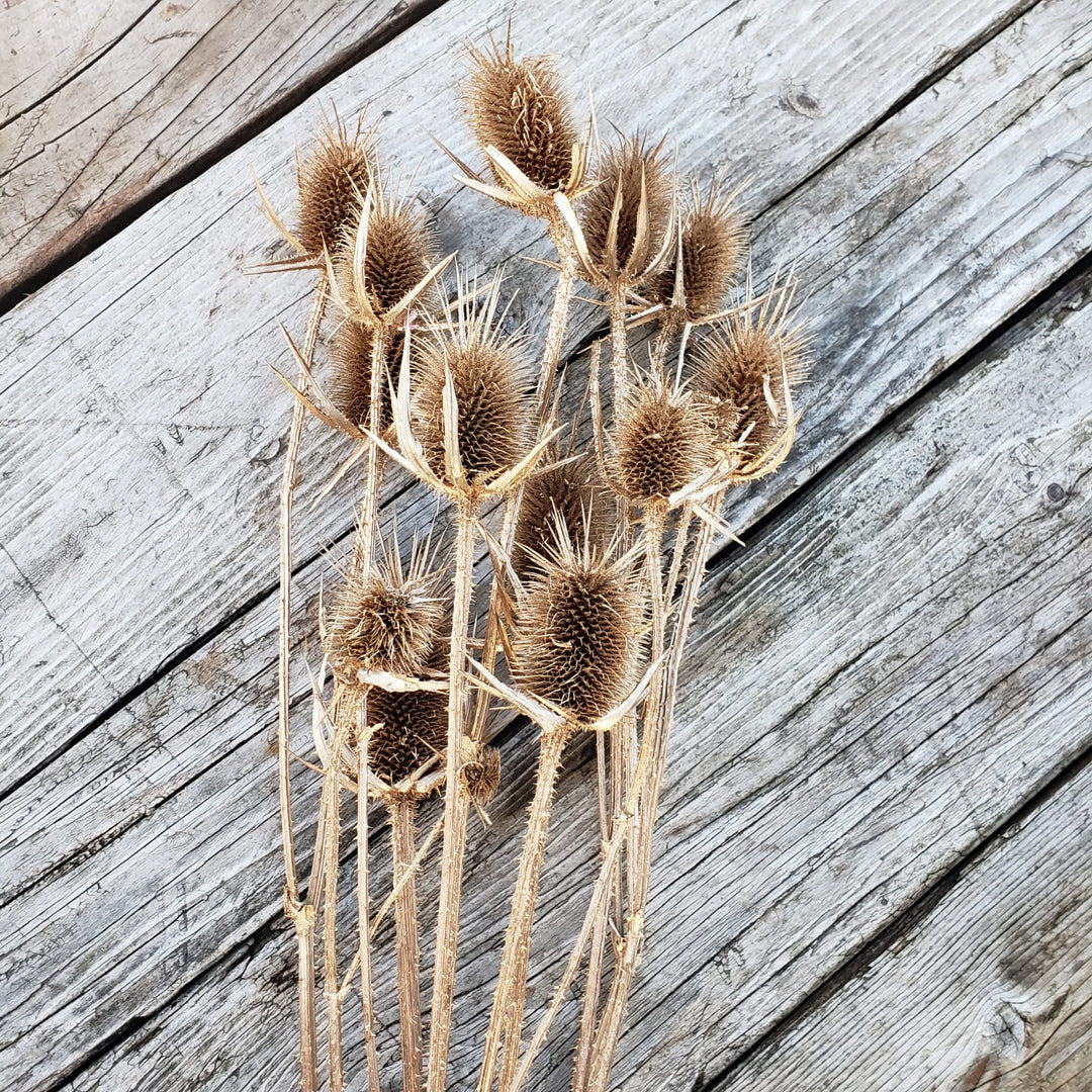 Dried Teasel Thistle XL Flowers - Gold (008) - BLOOMINGFUL - wedding, event, decor, gift, bouquet, arrangement, bridal, garland, fresh dried preserved artificial silk, birthday housewarming foliage