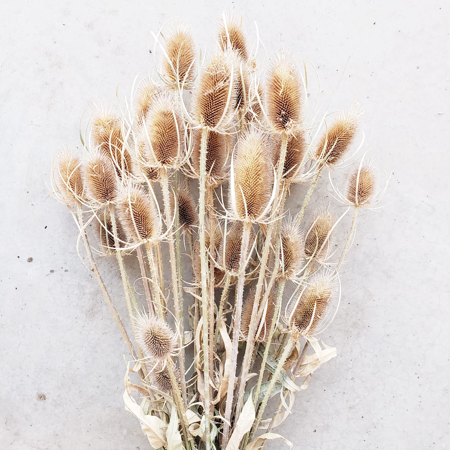 Dried Teasel Thistle XL Flowers - Natural Beige (000) - BLOOMINGFUL - wedding, event, decor, gift, bouquet, arrangement, bridal, garland, fresh dried preserved artificial silk, birthday housewarming foliage